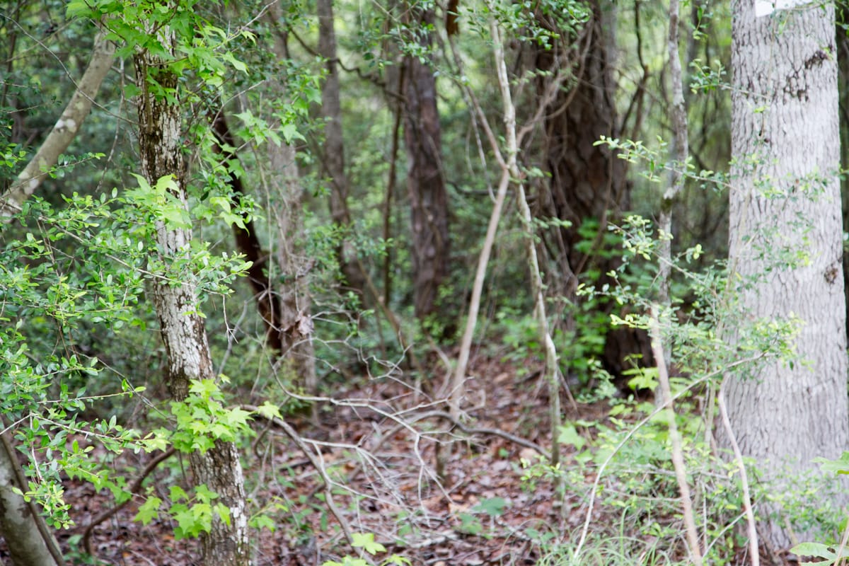 Rayburn Country Tract 287 photo 5