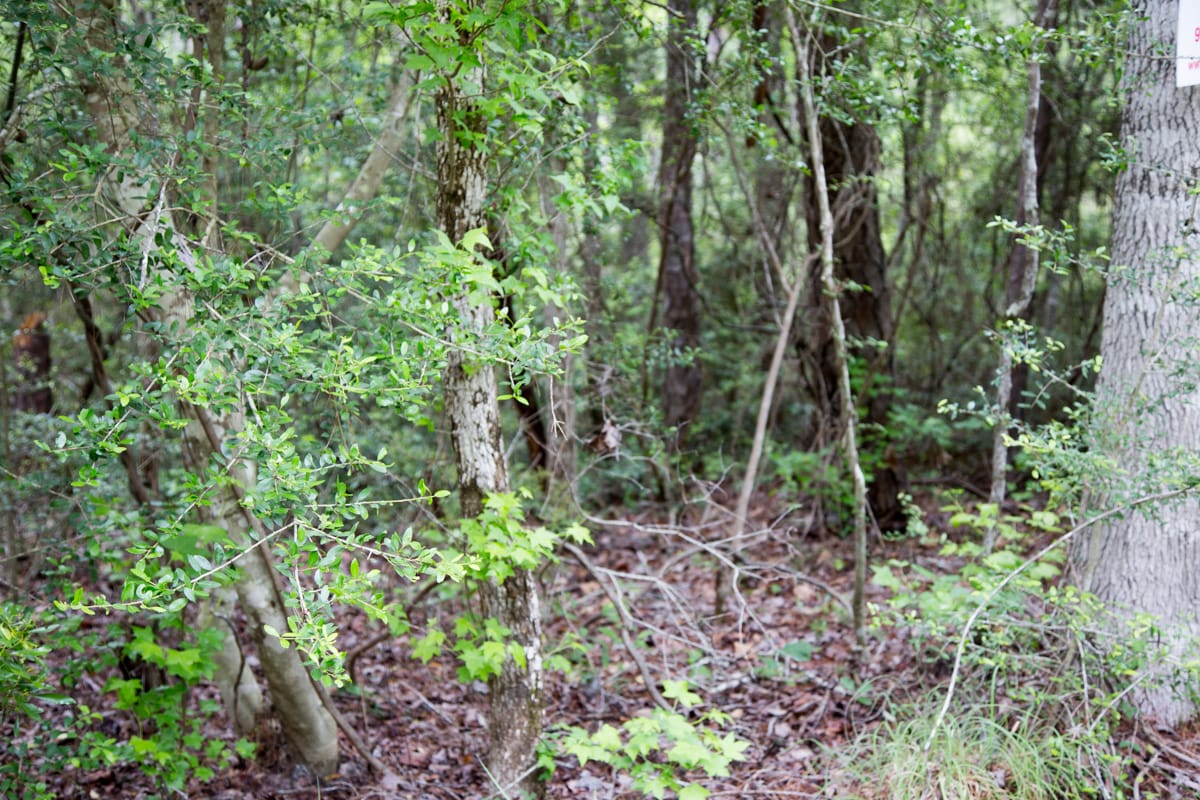 Rayburn Country Tract 287 photo 6