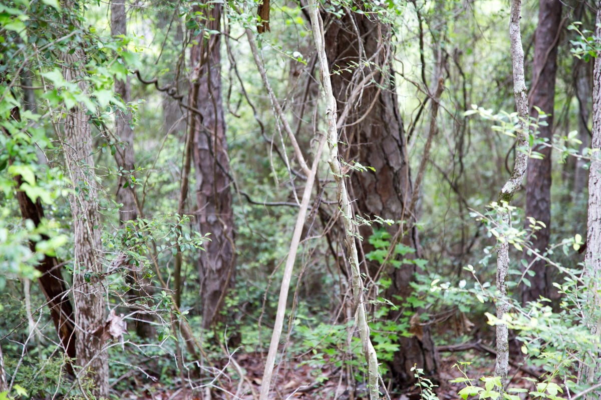 Rayburn Country Tract 287 photo 7