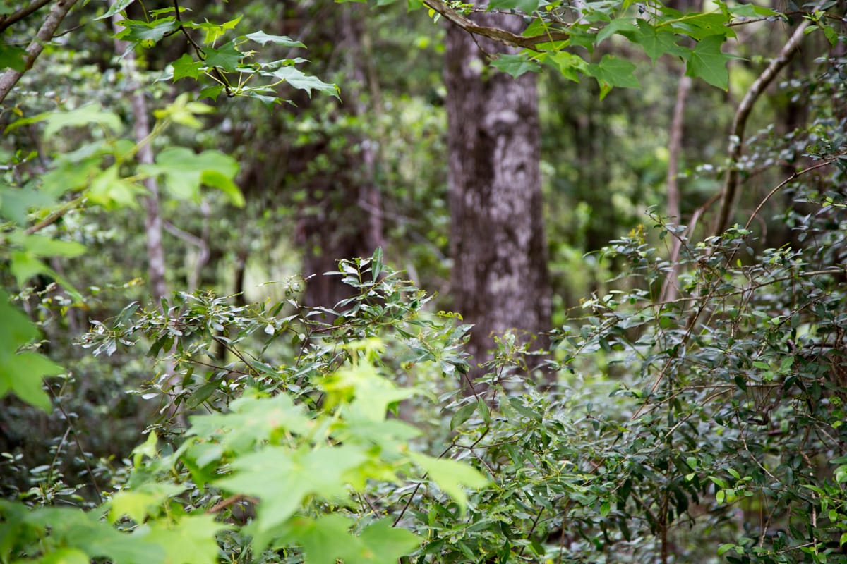 Rayburn Country Tract 287 photo 8