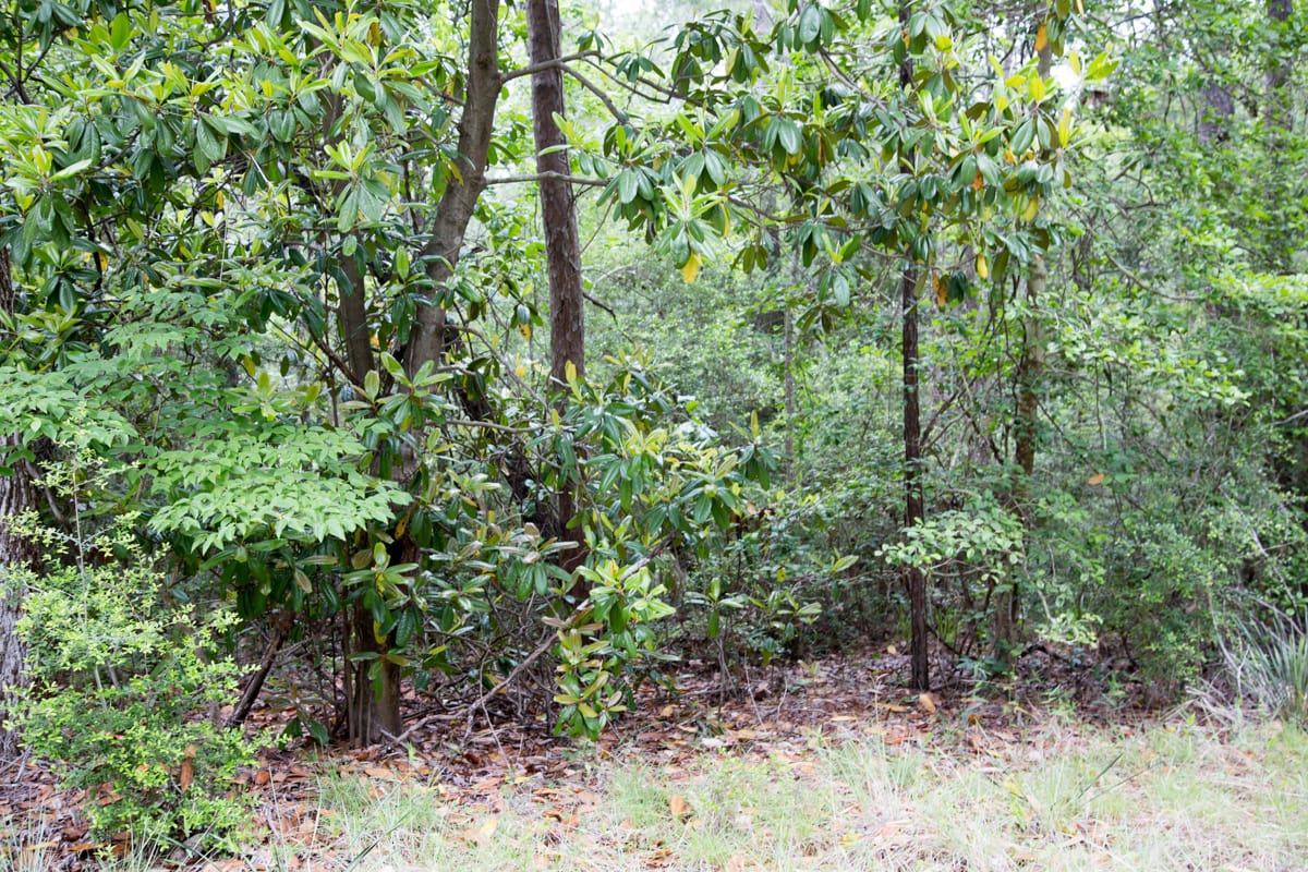 Rayburn Country Tract 287 photo 9