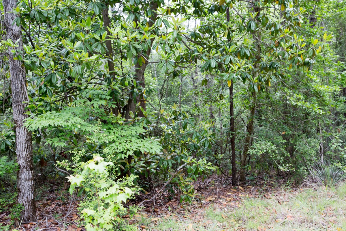 Rayburn Country Tract 287 photo 10