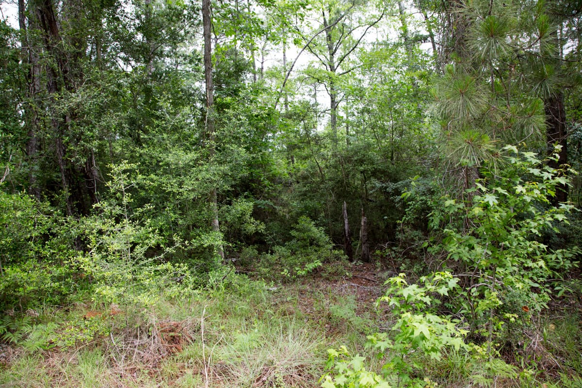 Rayburn Country Tract 287 photo 11