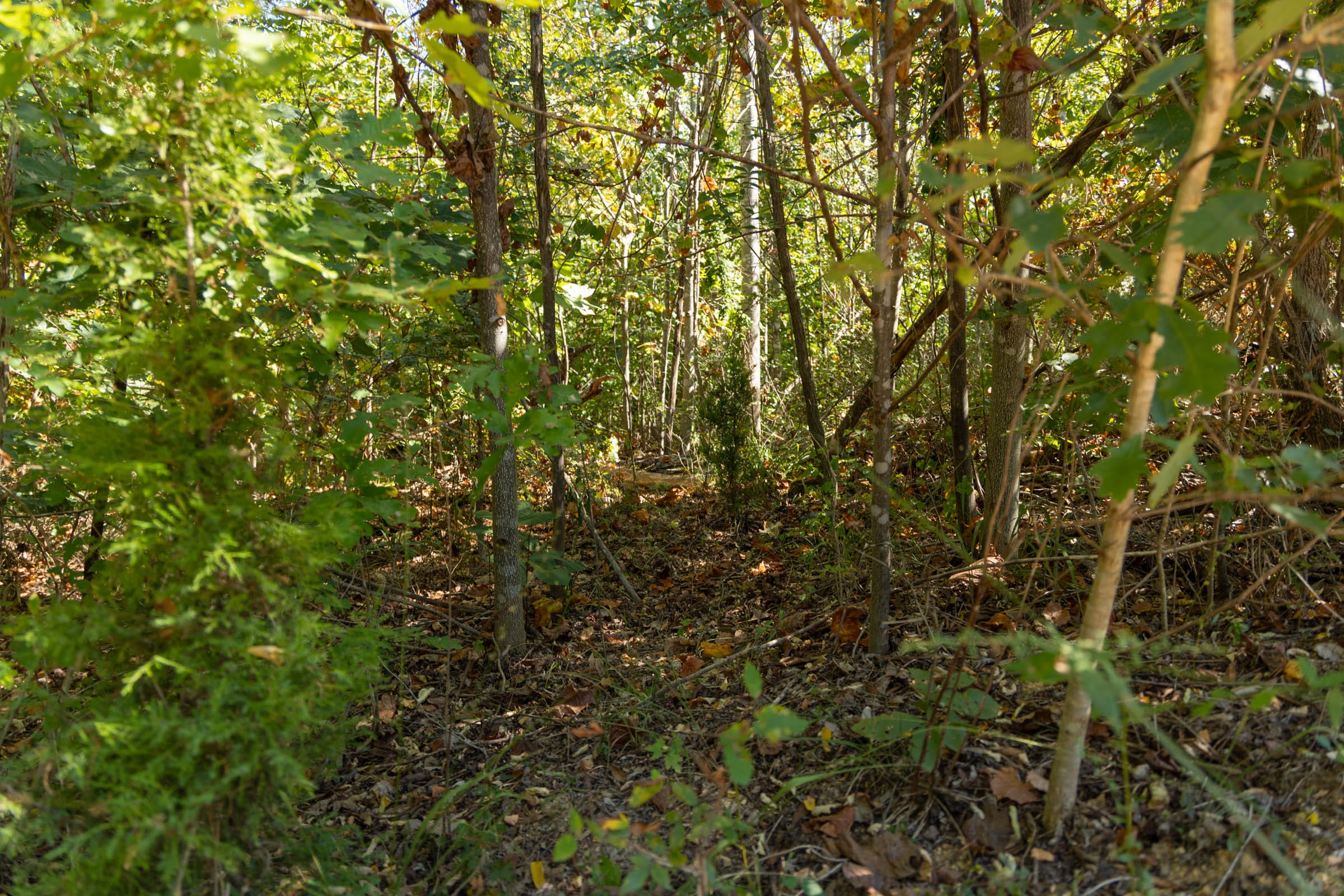 Big White Oak Tract 103 photo 9