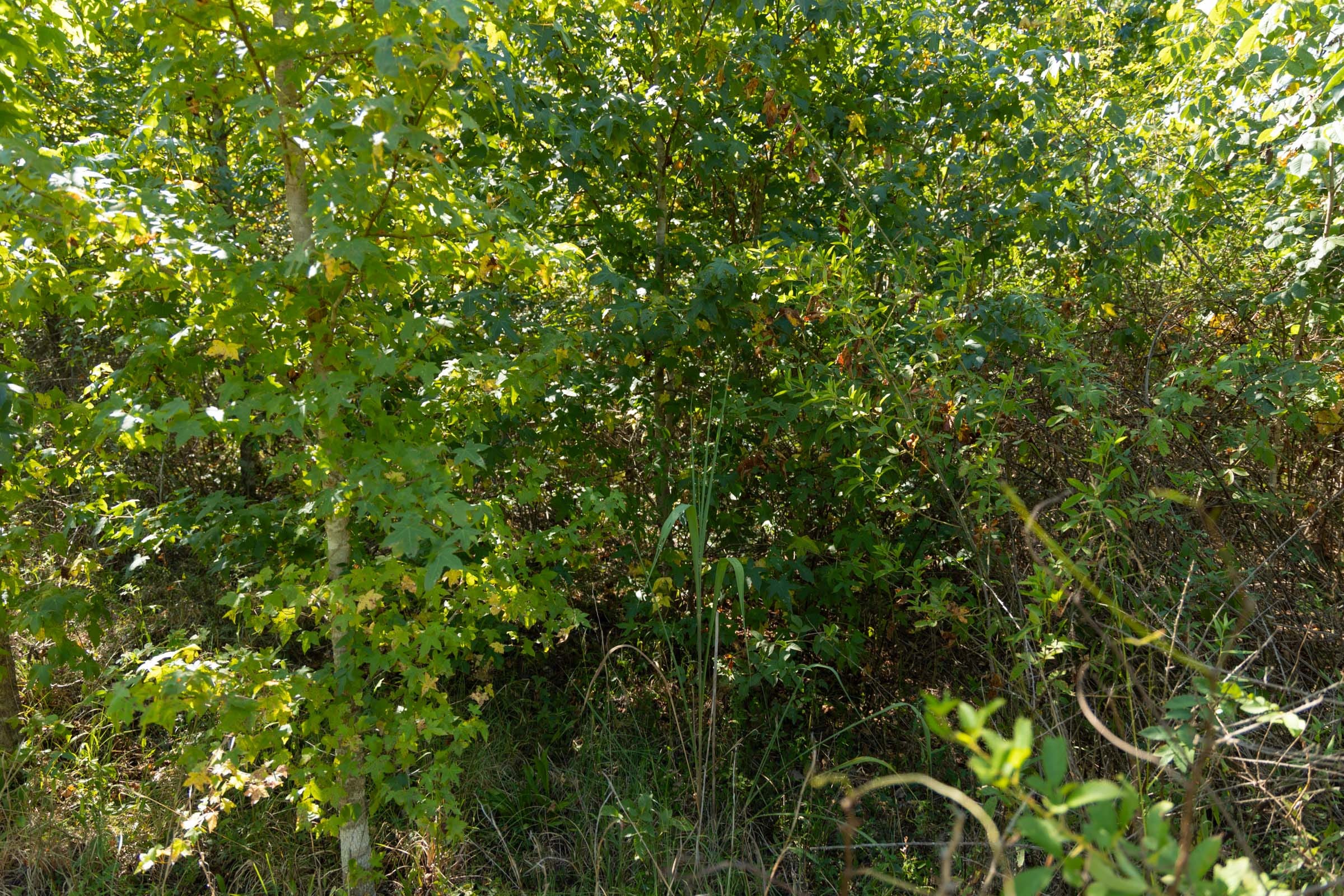 Big White Oak Tract 103 photo 7