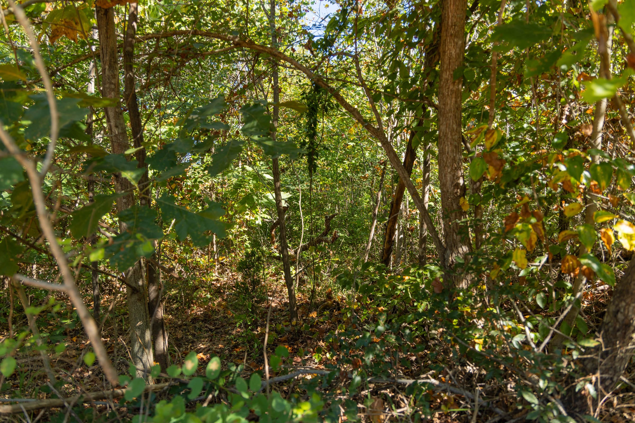 Big White Oak Tract 103 photo 5
