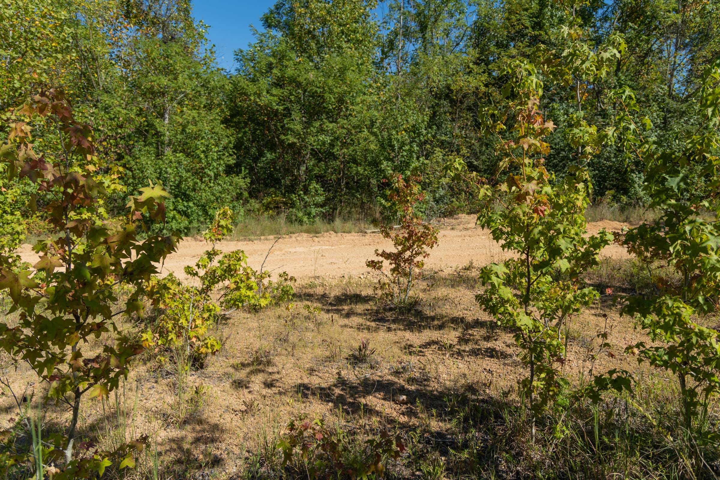 Big White Oak Tract 103 photo 4