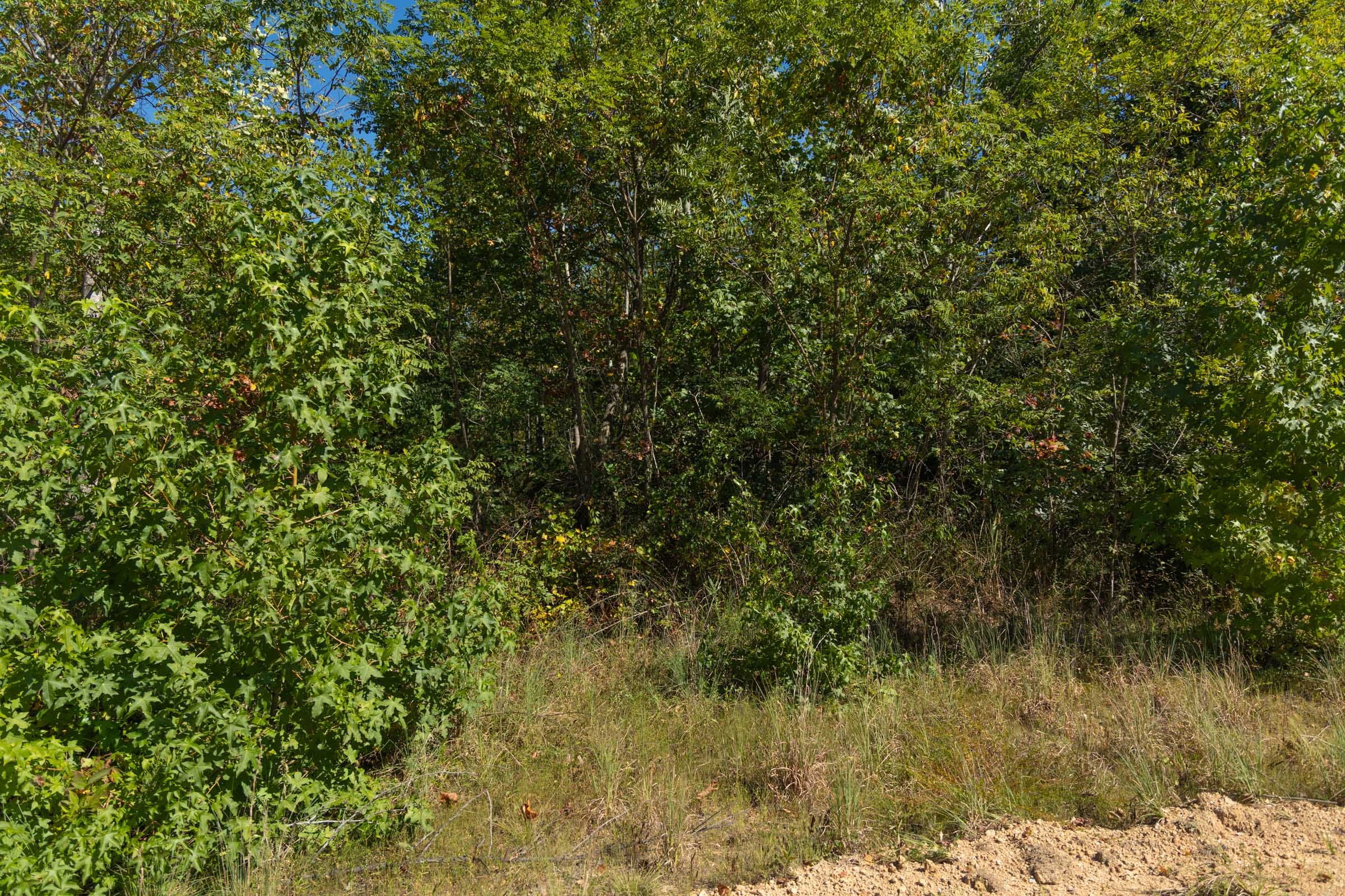 Big White Oak Tract 103 photo 3