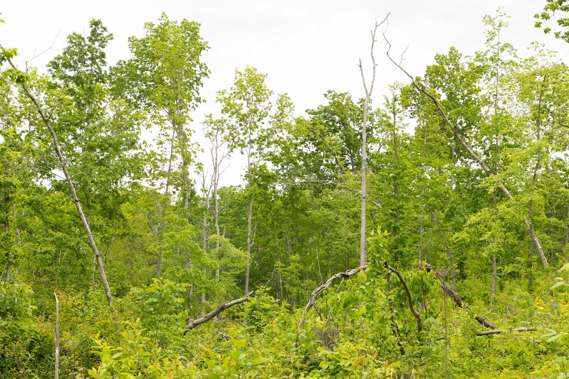 Stardust Estates Tract 30 photo 10