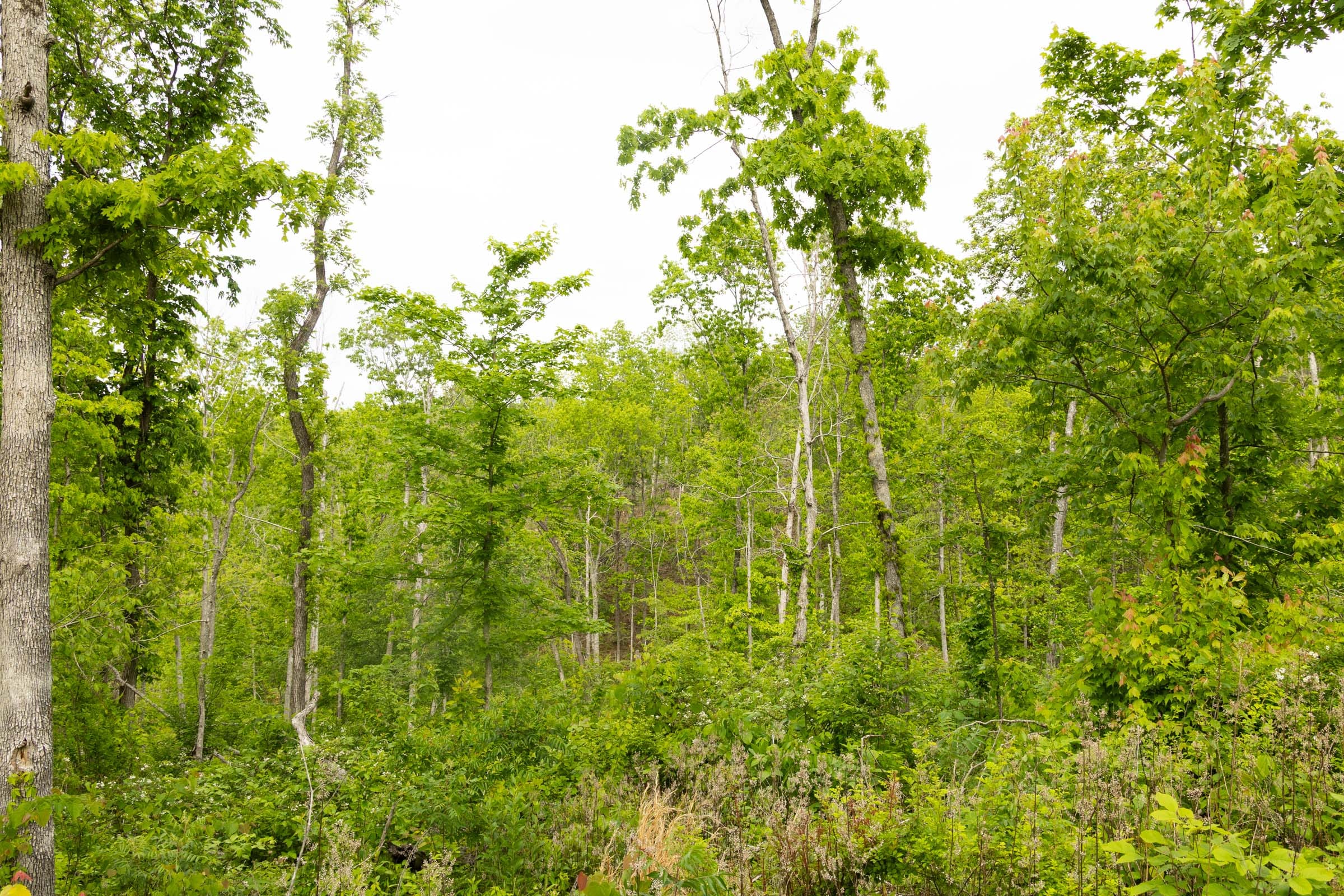 Stardust Estates Tract 30 photo 9
