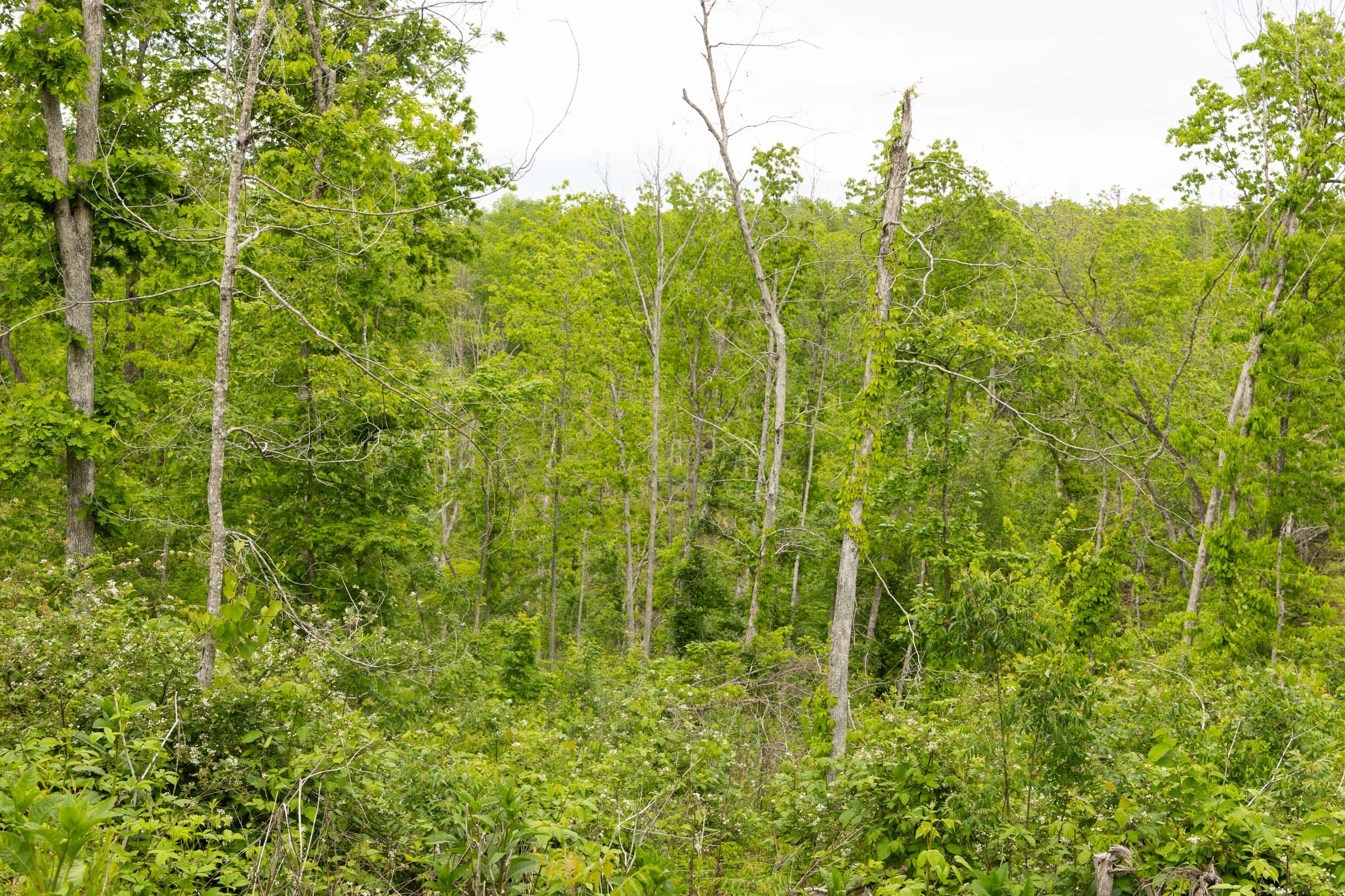 Stardust Estates Tract 30 photo 8