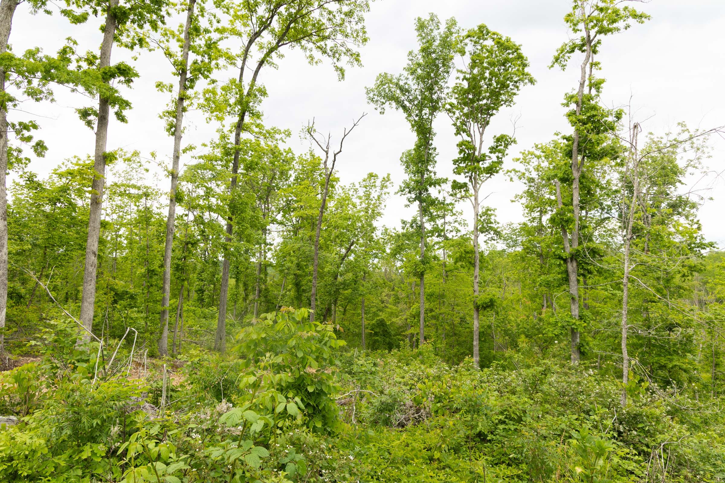 Stardust Estates Tract 30 photo 4