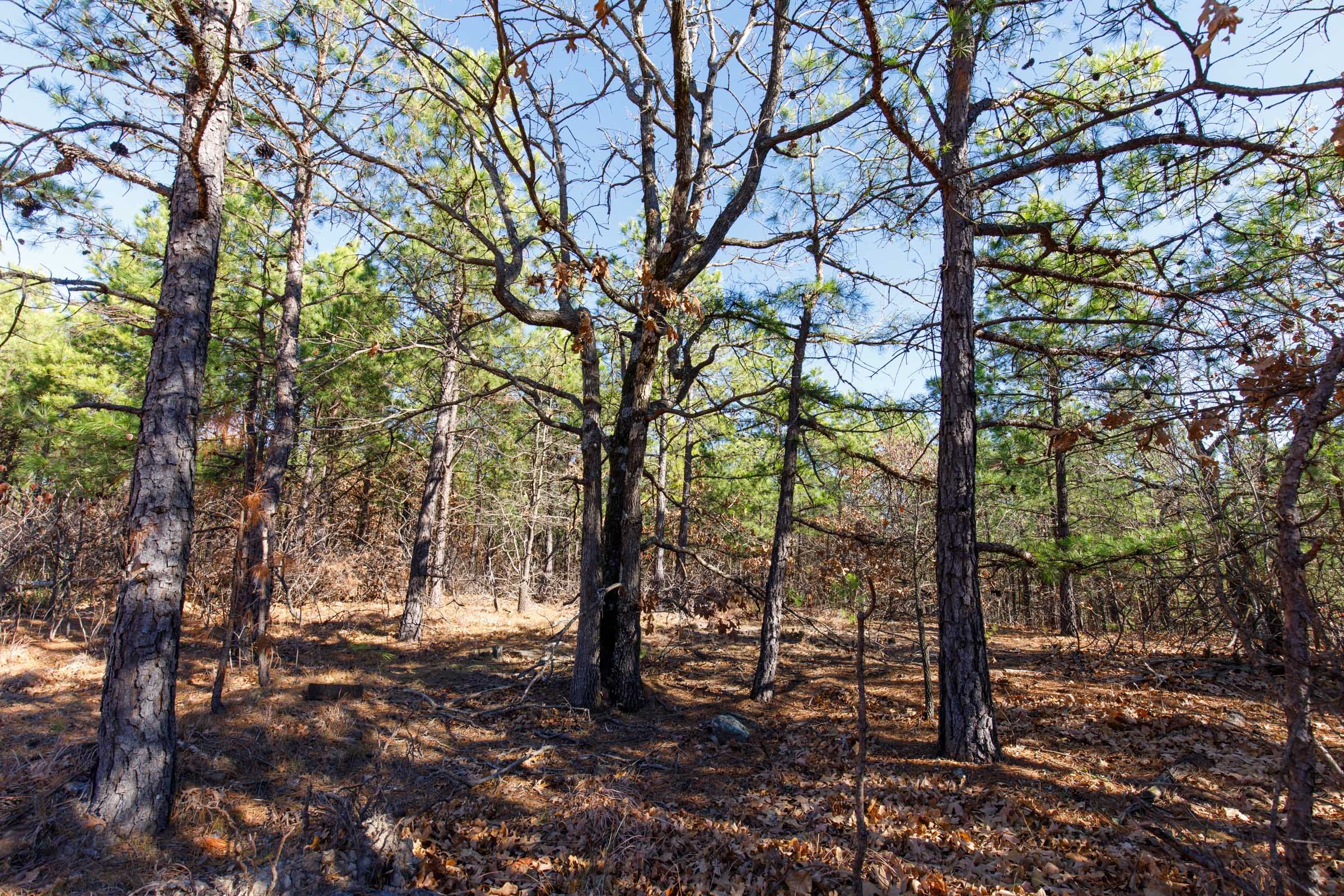 Stone Bridge Phase II Tract 130 photo 5