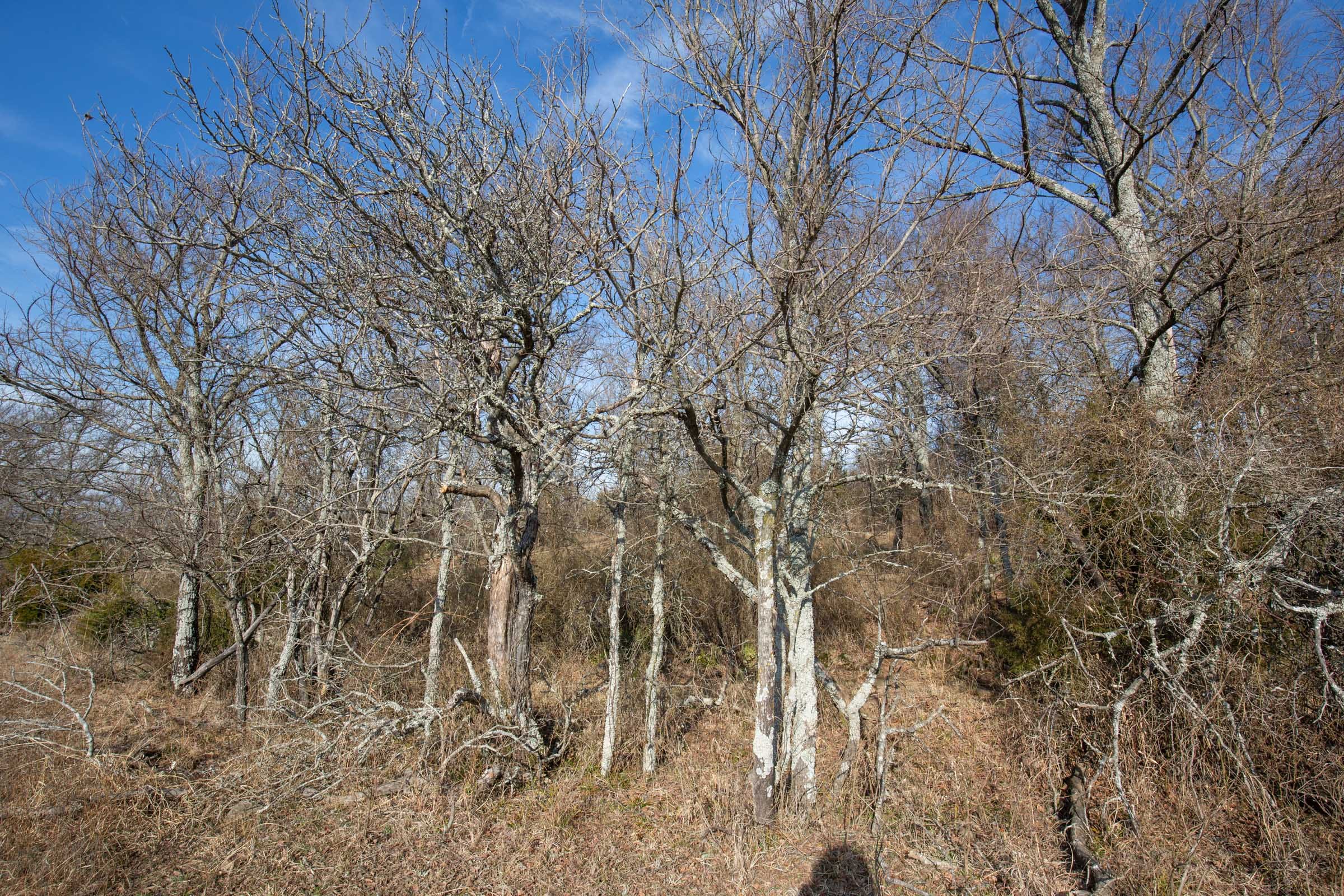 Painted Horse Tract 11 photo 6