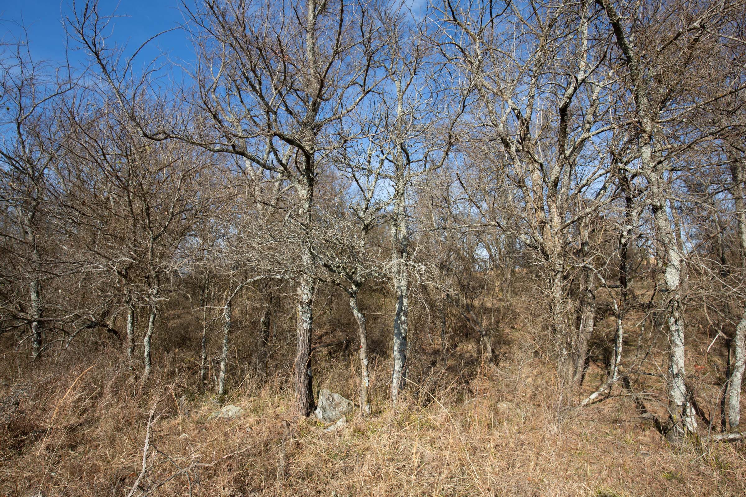 Painted Horse Tract 11 photo 9