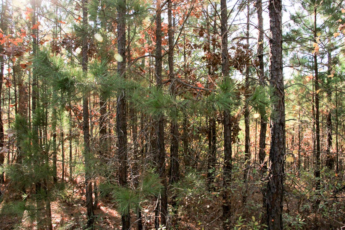 Stone Creek Phase III Tract 8 photo 5