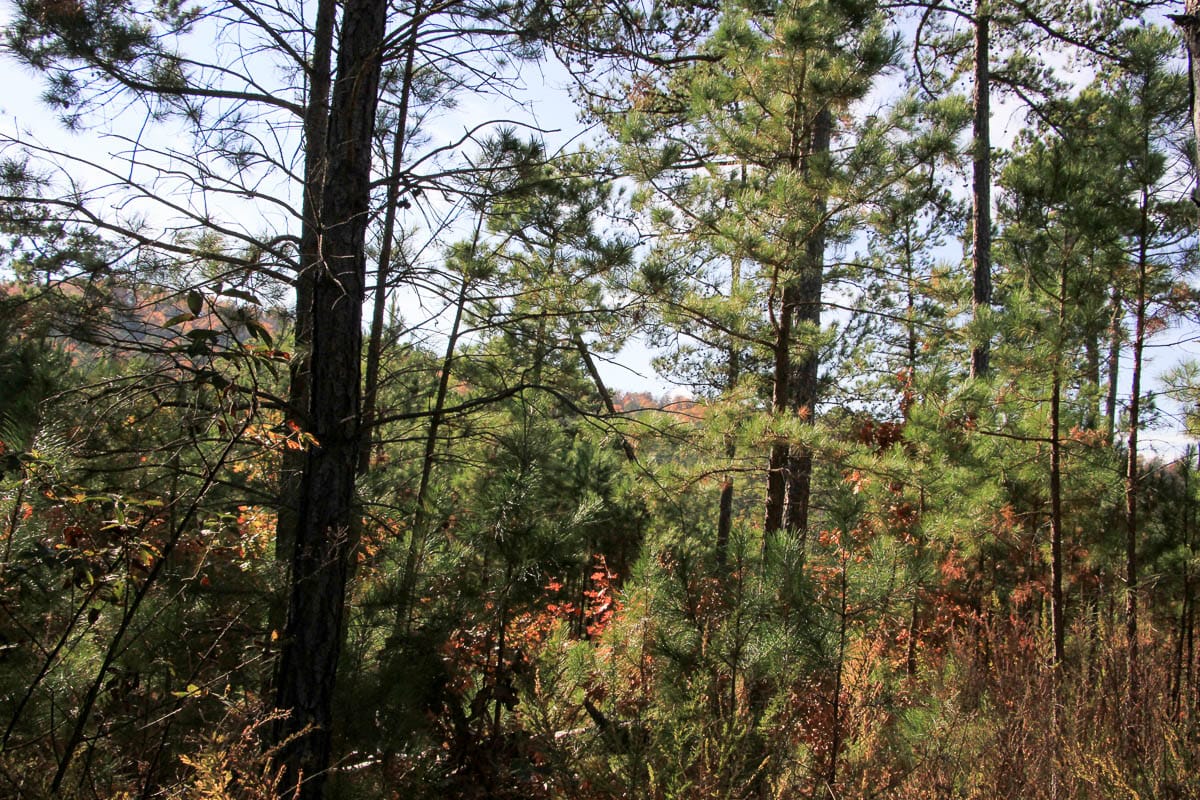 Stone Creek Phase III Tract 8 photo 6