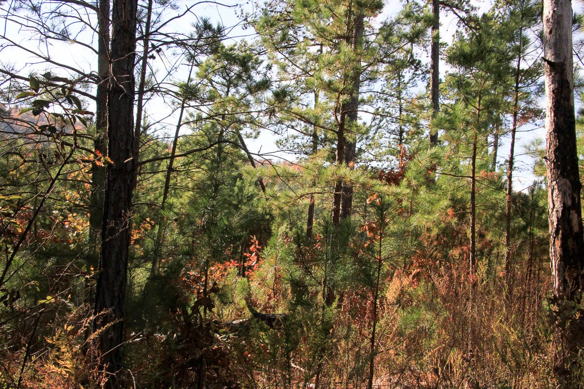 Stone Creek Phase III Tract 8 photo 7