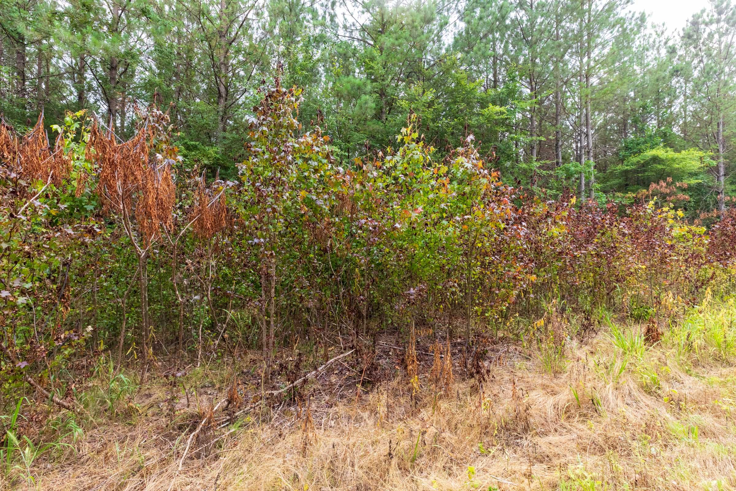 Whiskey Ridge Tract 42 photo 2
