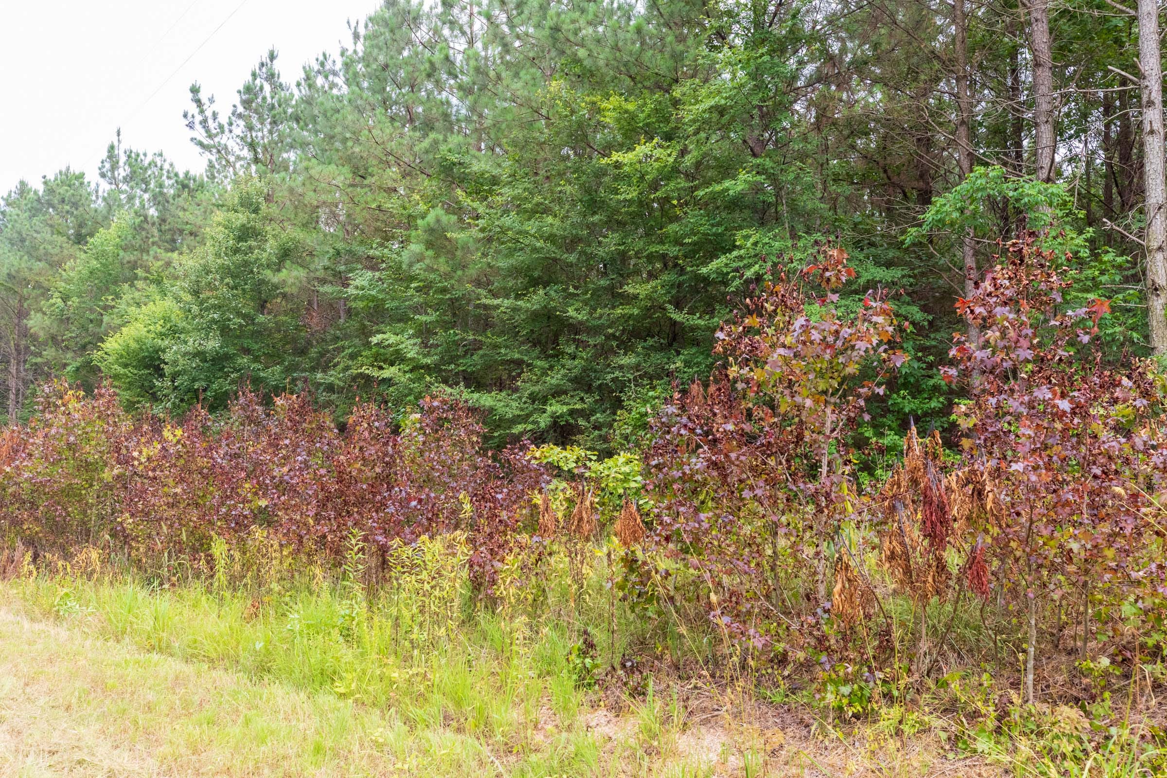 Whiskey Ridge Tract 42 photo 3