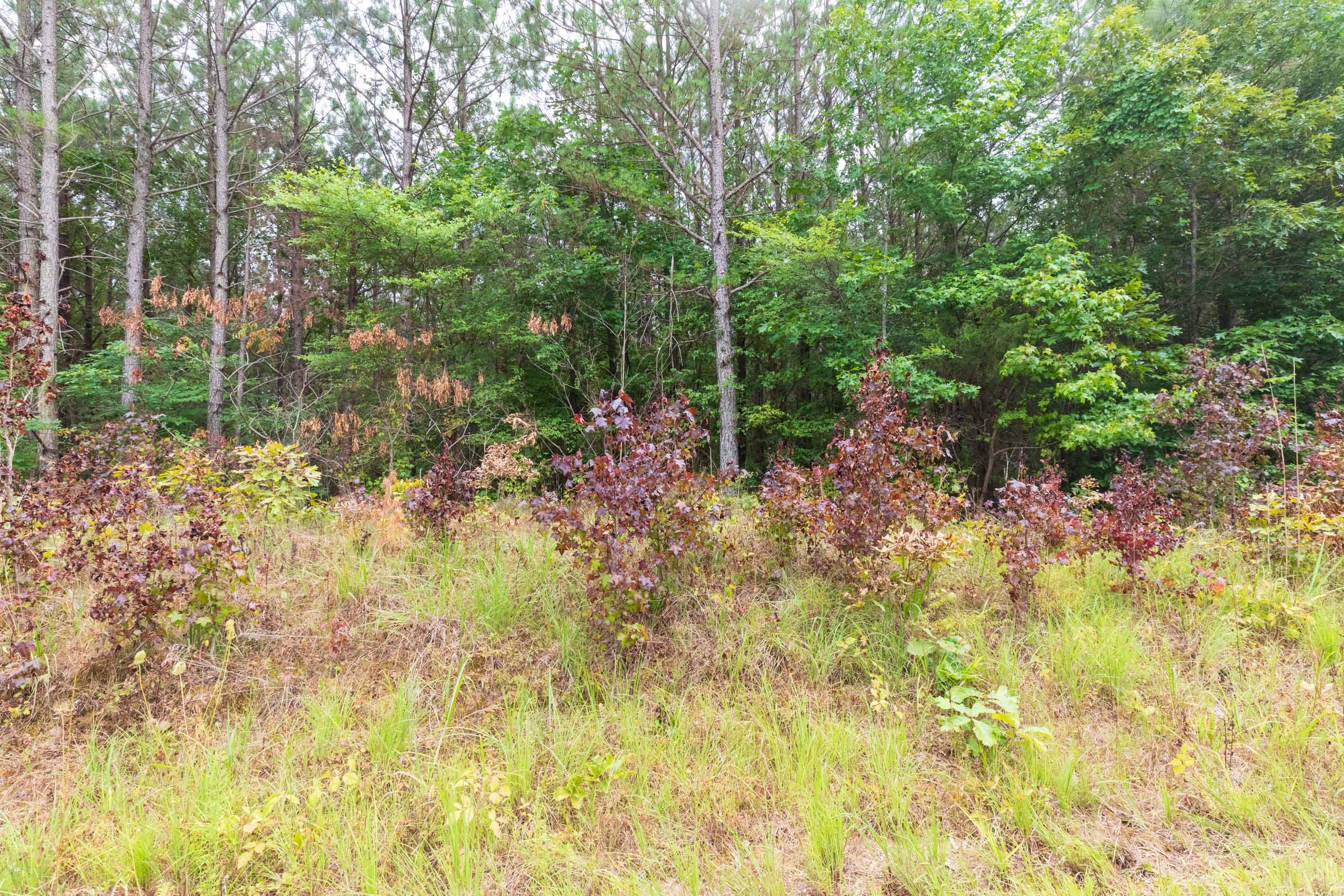 Whiskey Ridge Tract 42 photo 7
