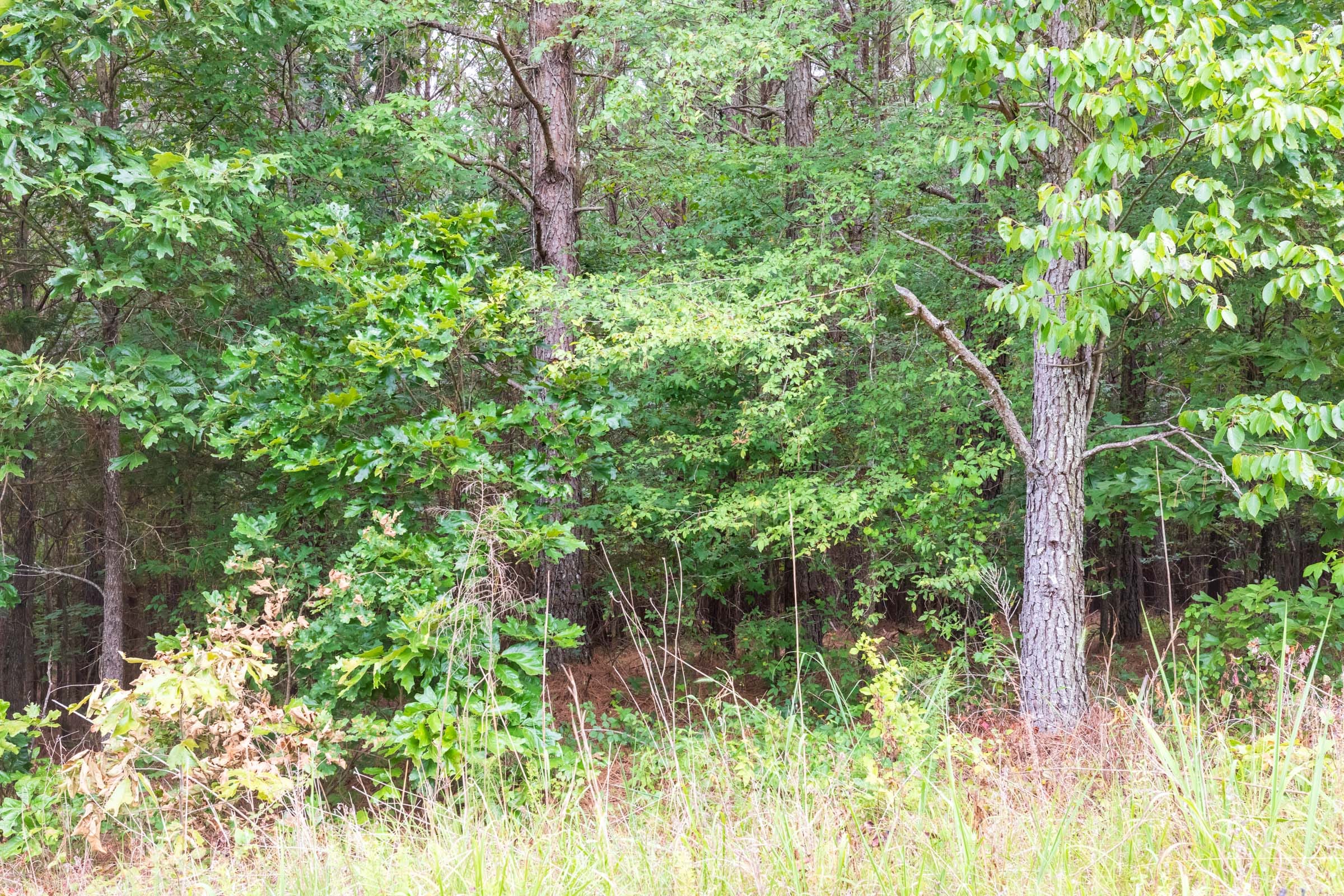 Whiskey Ridge Tract 42 photo 5