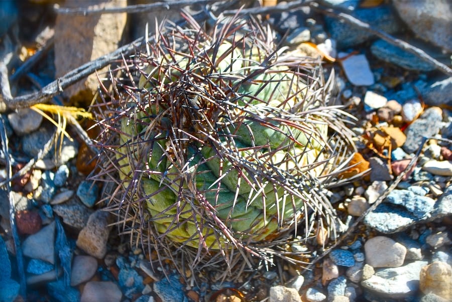 Terlingua Ranch Tract 949 photo 10