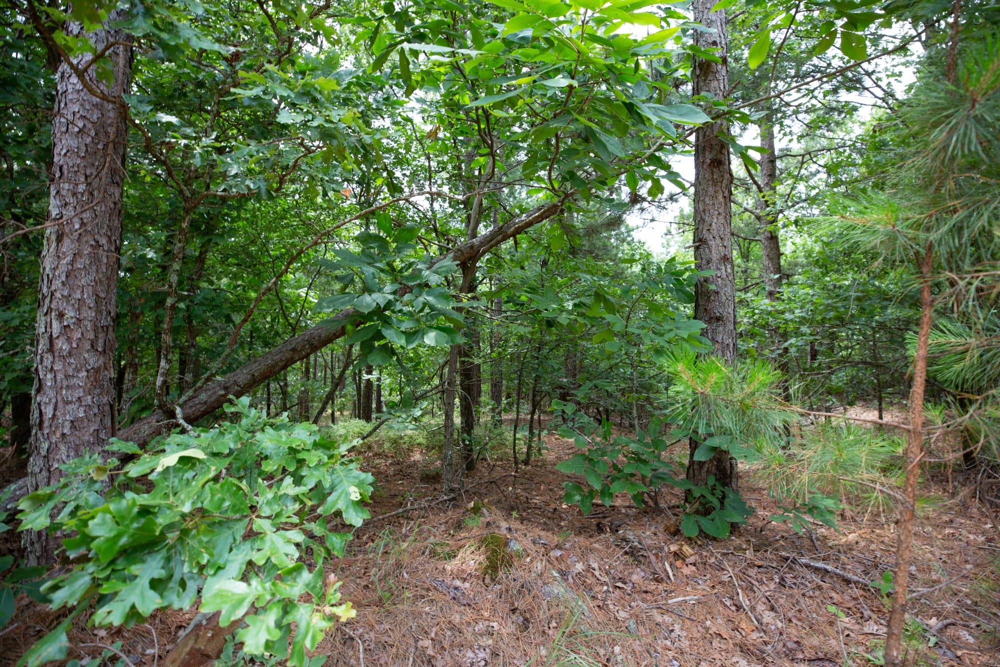 Eagle’s Nest Tract 61 photo 3