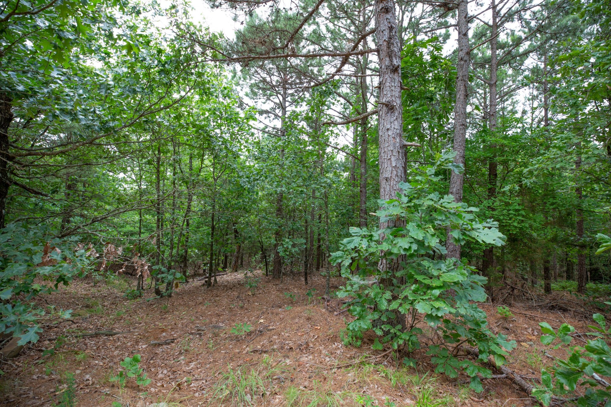 Eagle’s Nest Tract 61 photo 5