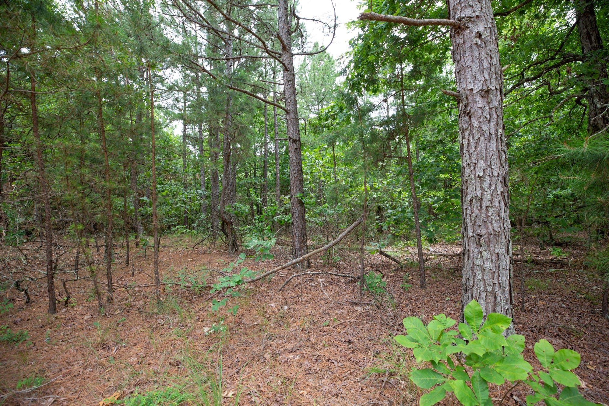 Eagle’s Nest Tract 61 photo 7