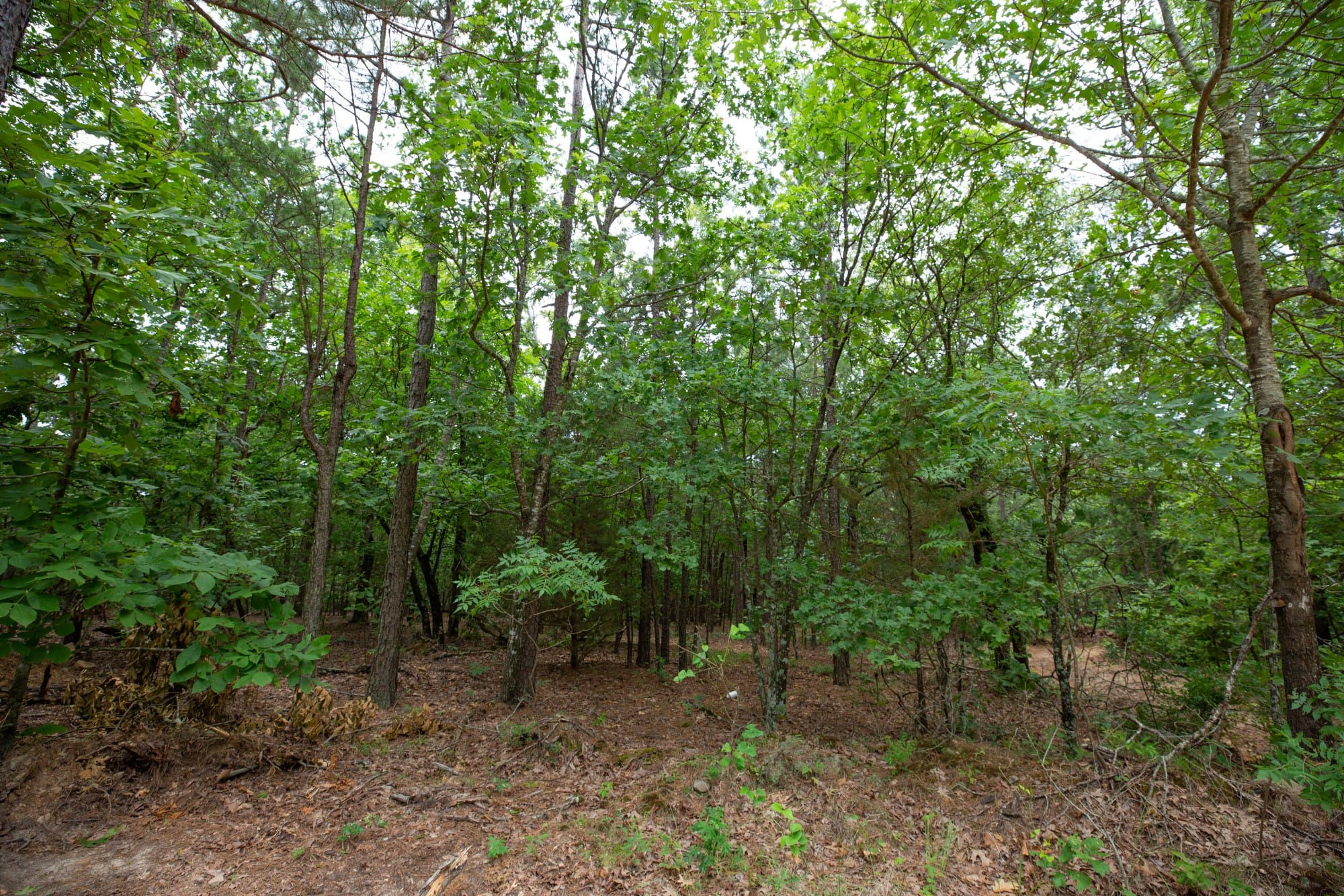 Eagle’s Nest Tract 61 photo 8