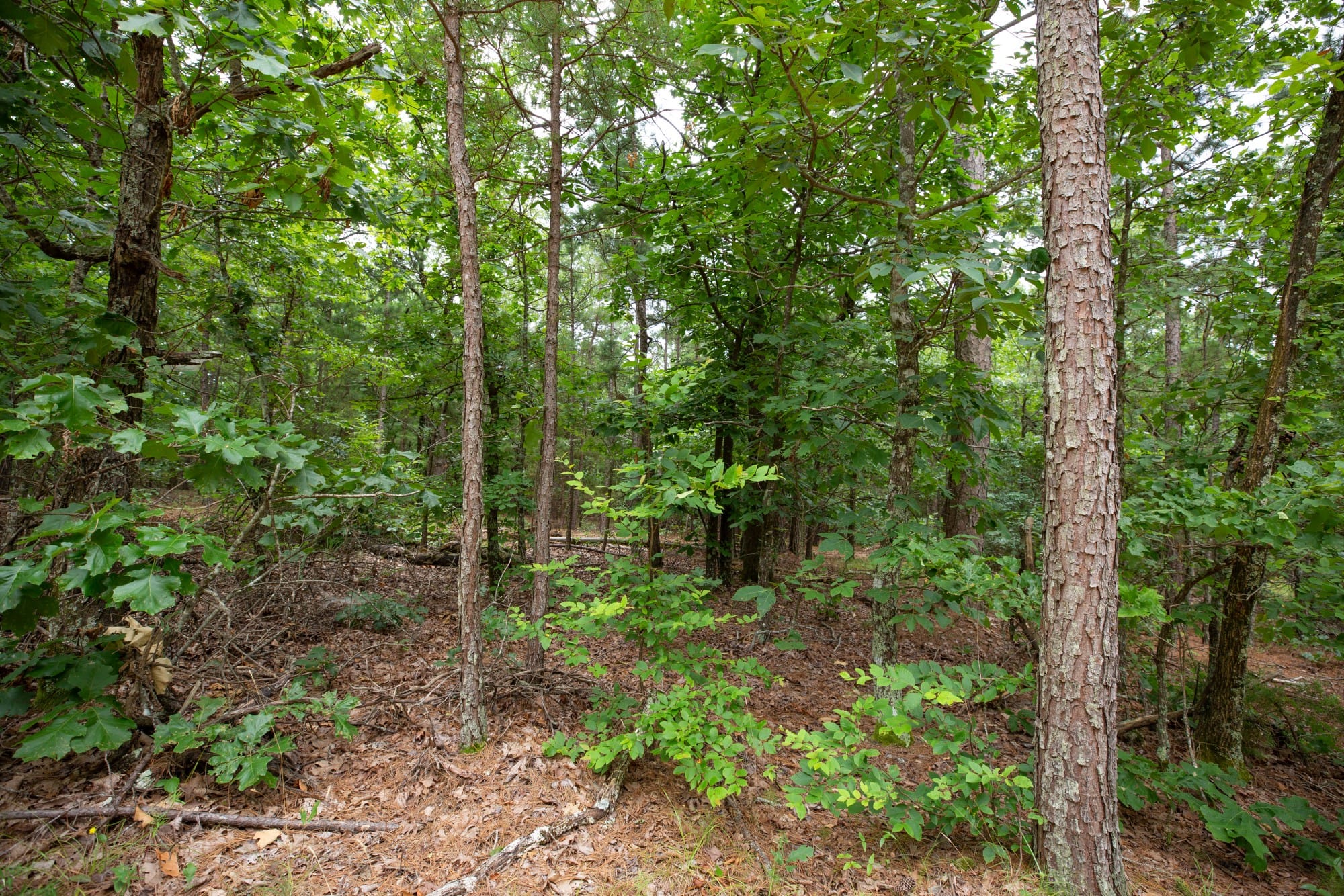 Eagle’s Nest Tract 61 photo 11
