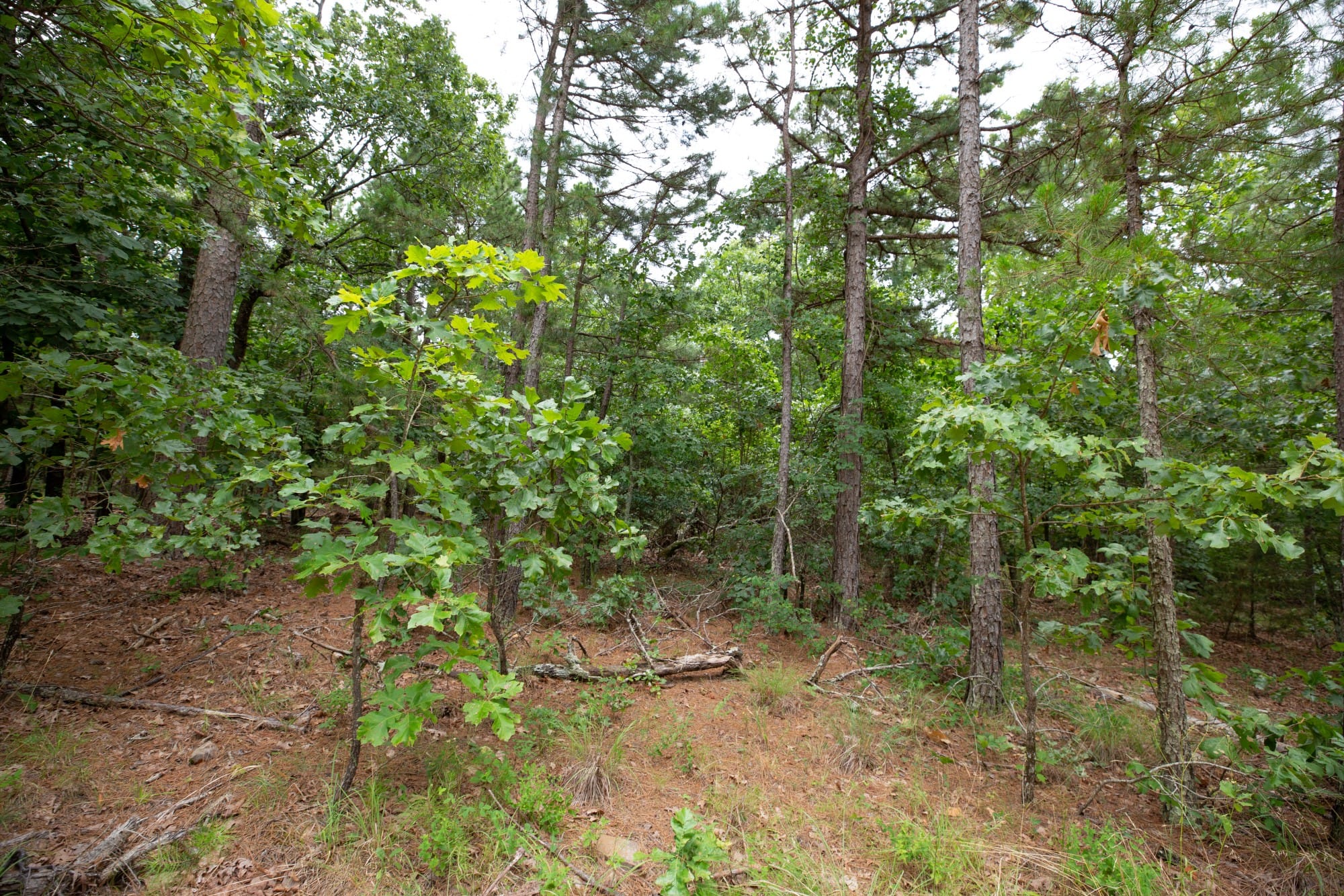 Eagle’s Nest Tract 61 photo 12