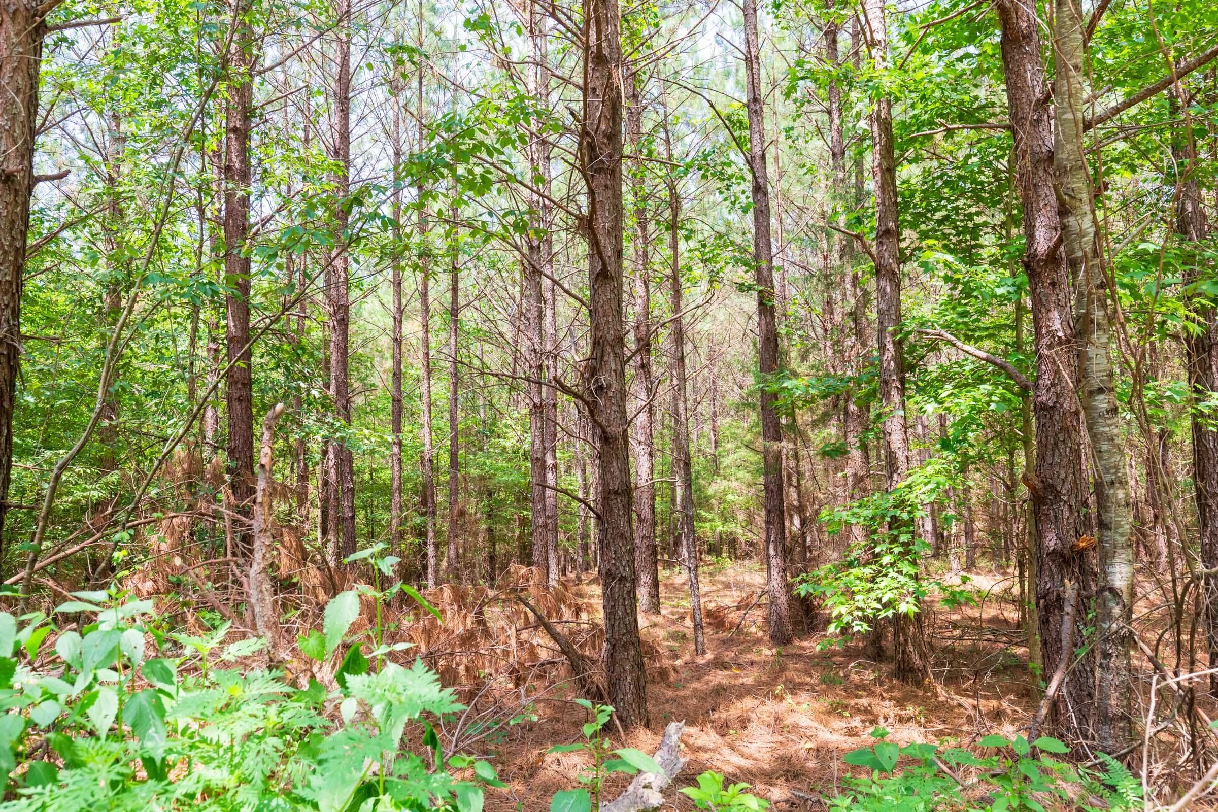 Whiskey Ridge Tract 90 photo 2