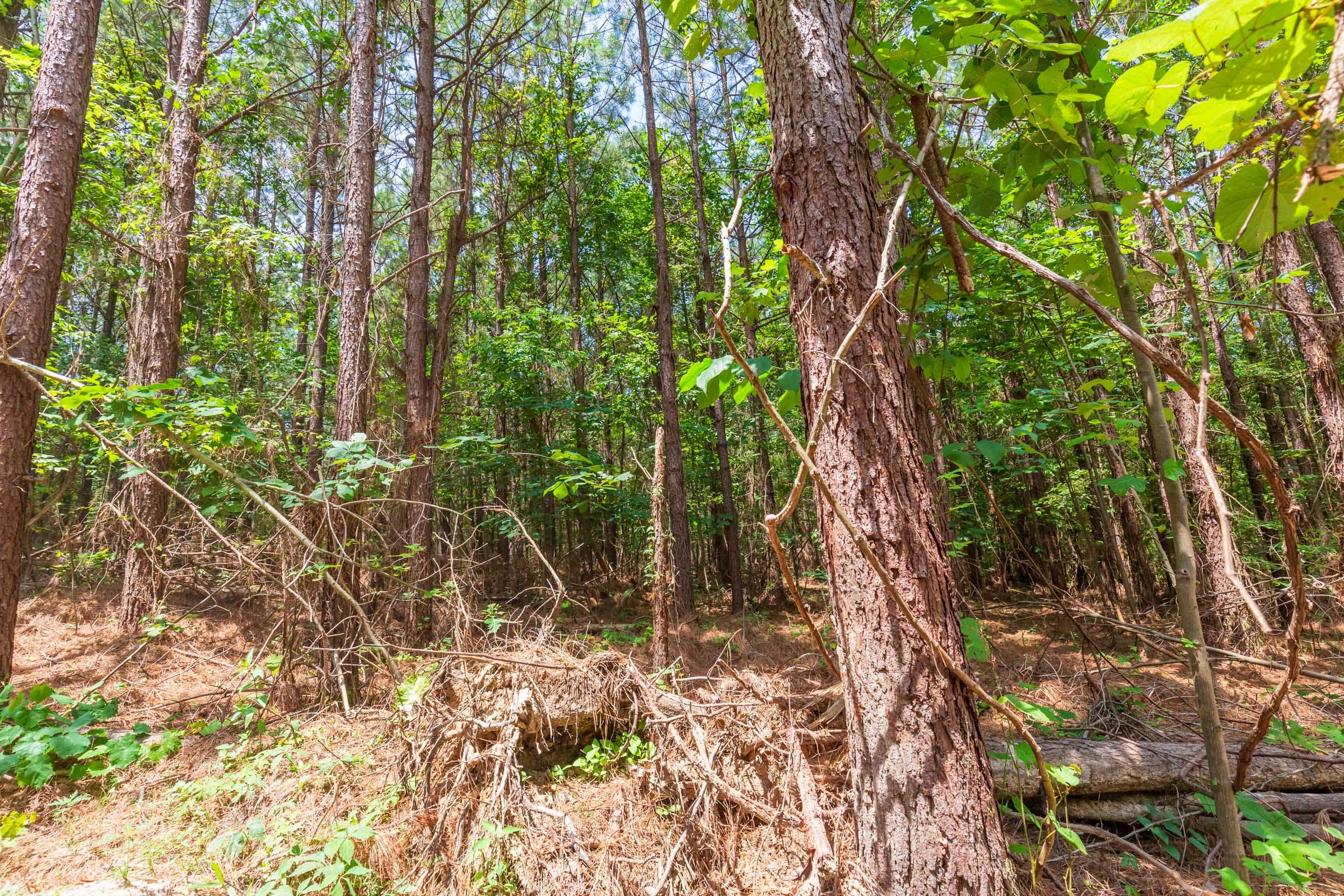 Whiskey Ridge Tract 90 photo 3