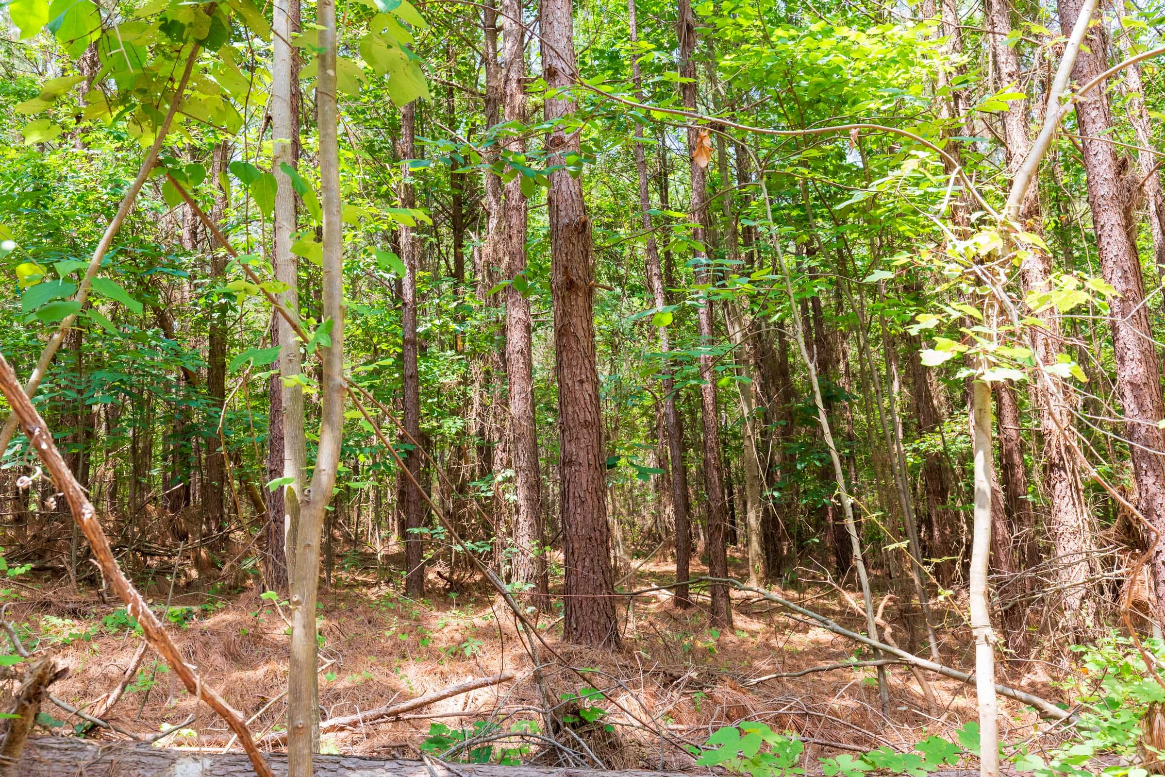 Whiskey Ridge Tract 90 photo 4