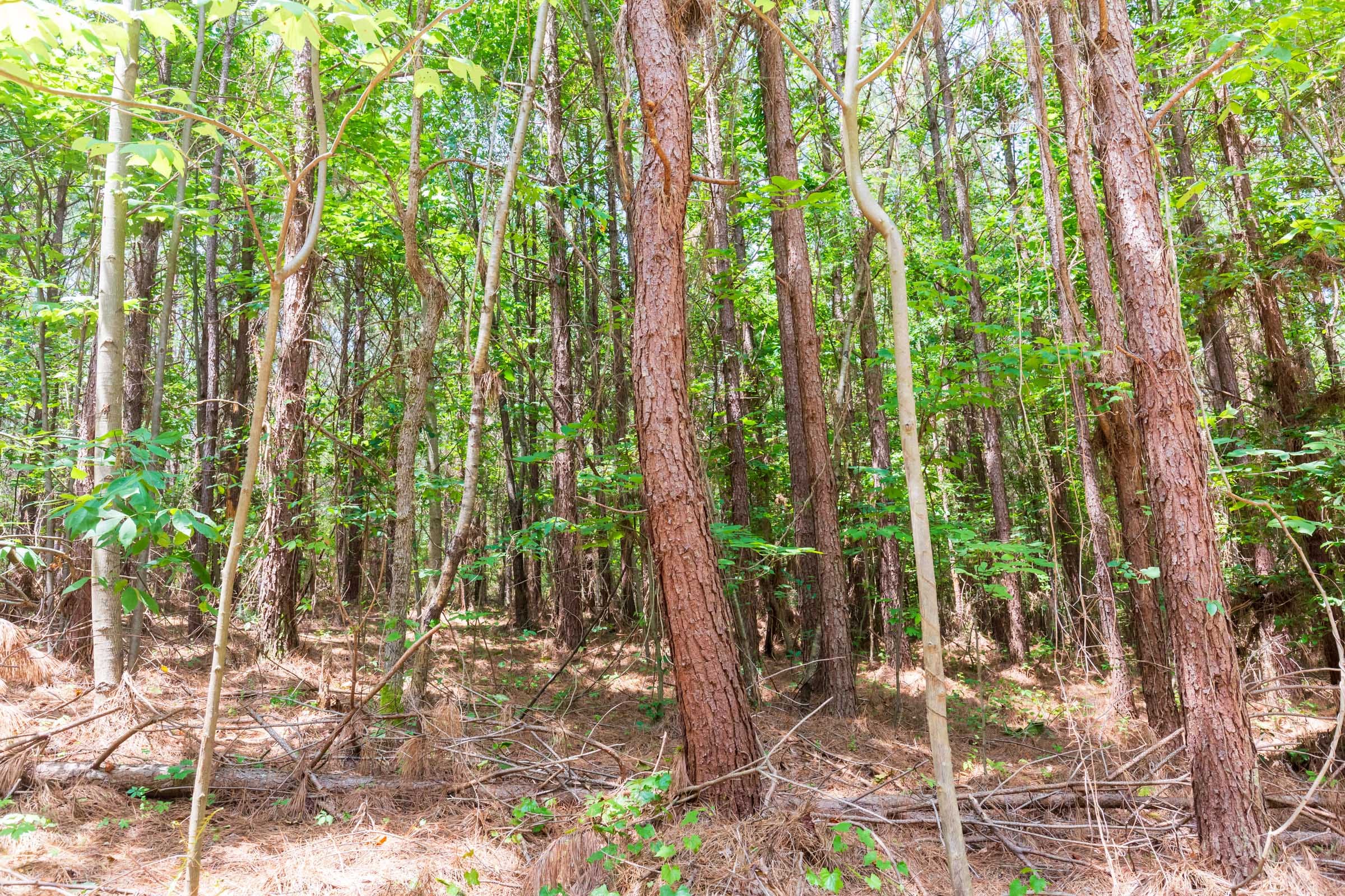 Whiskey Ridge Tract 90 photo 5