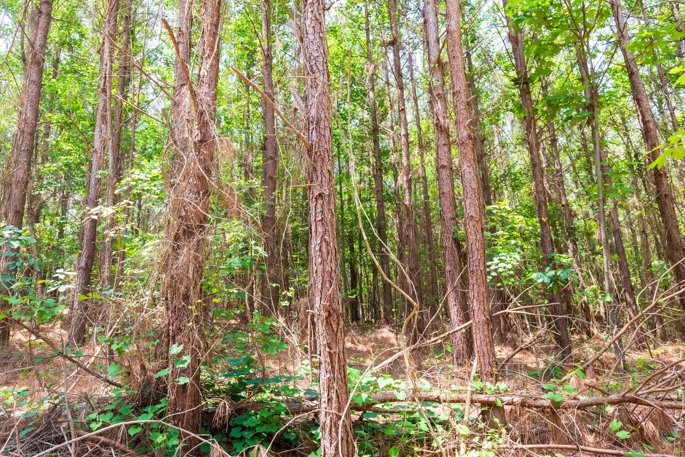 Whiskey Ridge Tract 90 photo 6