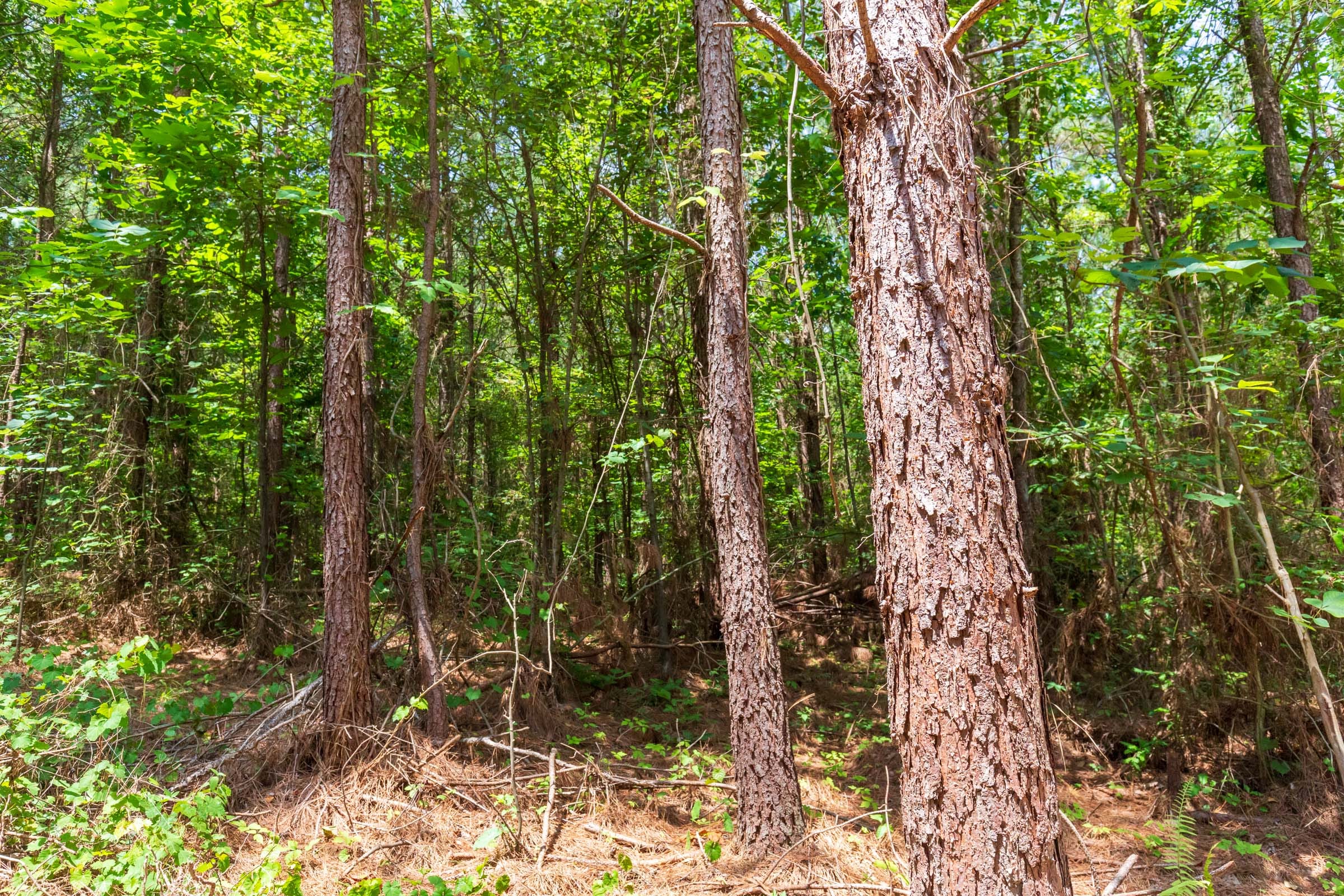 Whiskey Ridge Tract 90 photo 8