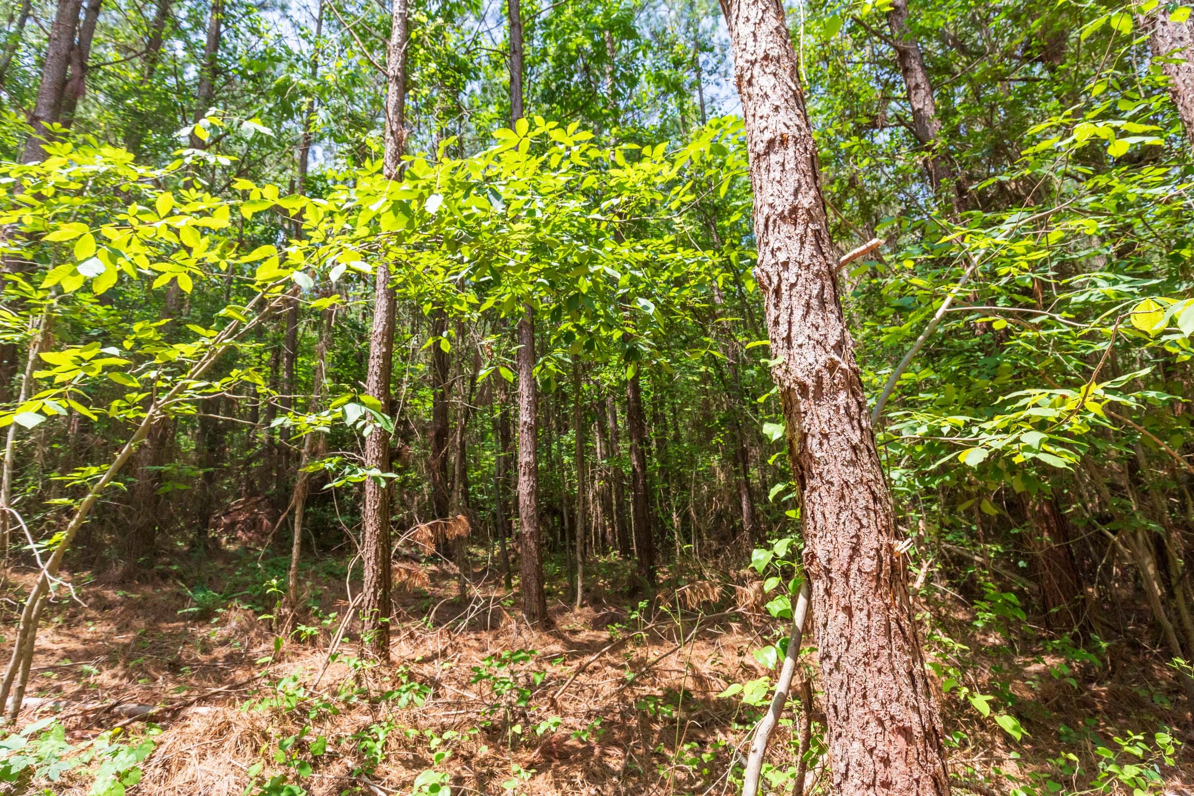 Whiskey Ridge Tract 90 photo 9