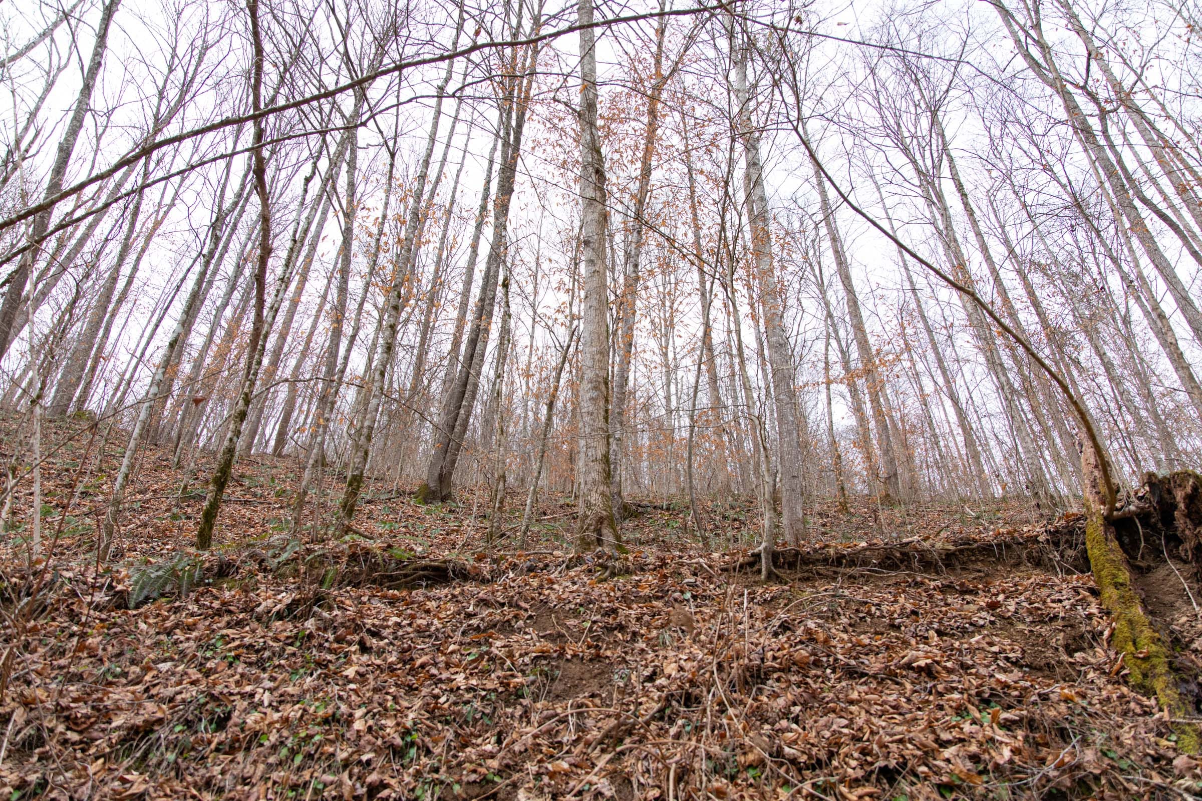 Blackstone Mountain Phase I Tract 43 photo 6