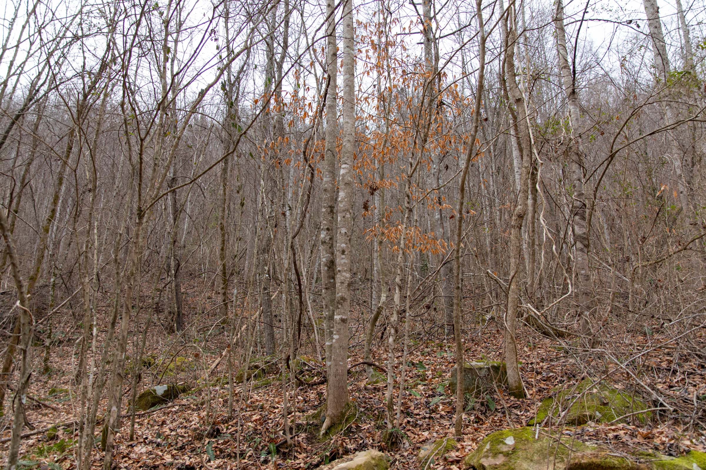 Blackstone Mountain Phase I Tract 43 photo 13