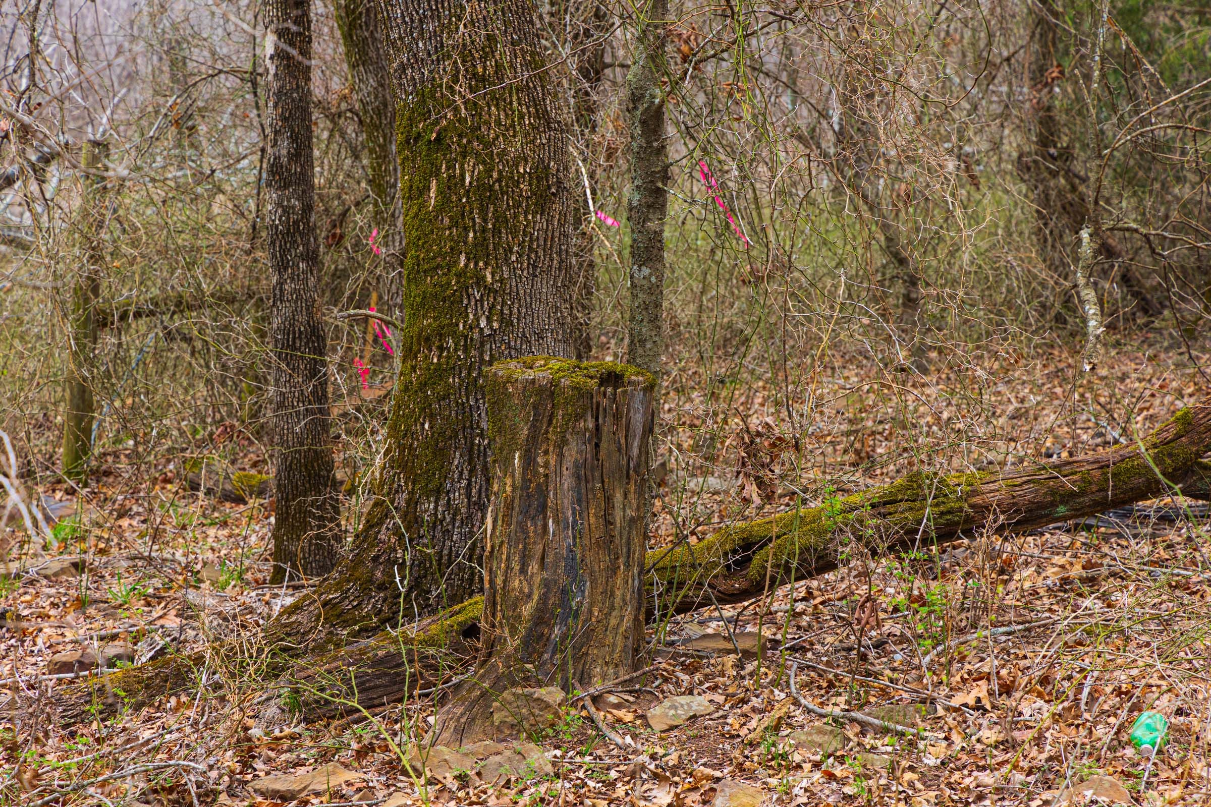 Reserves At Cattail Cove Phase I Tract 8 photo 7