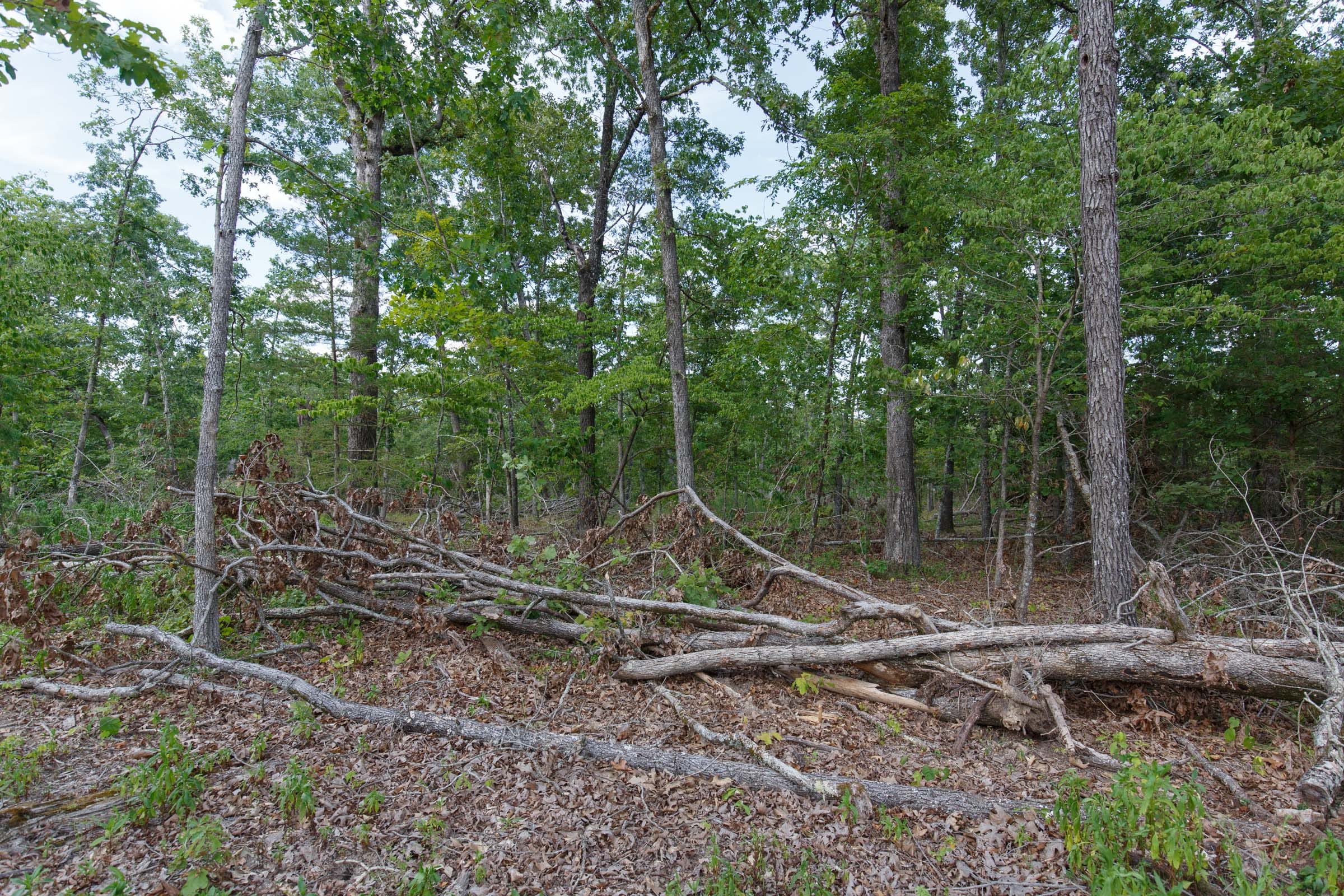 Wildwood Tract 28 photo 2