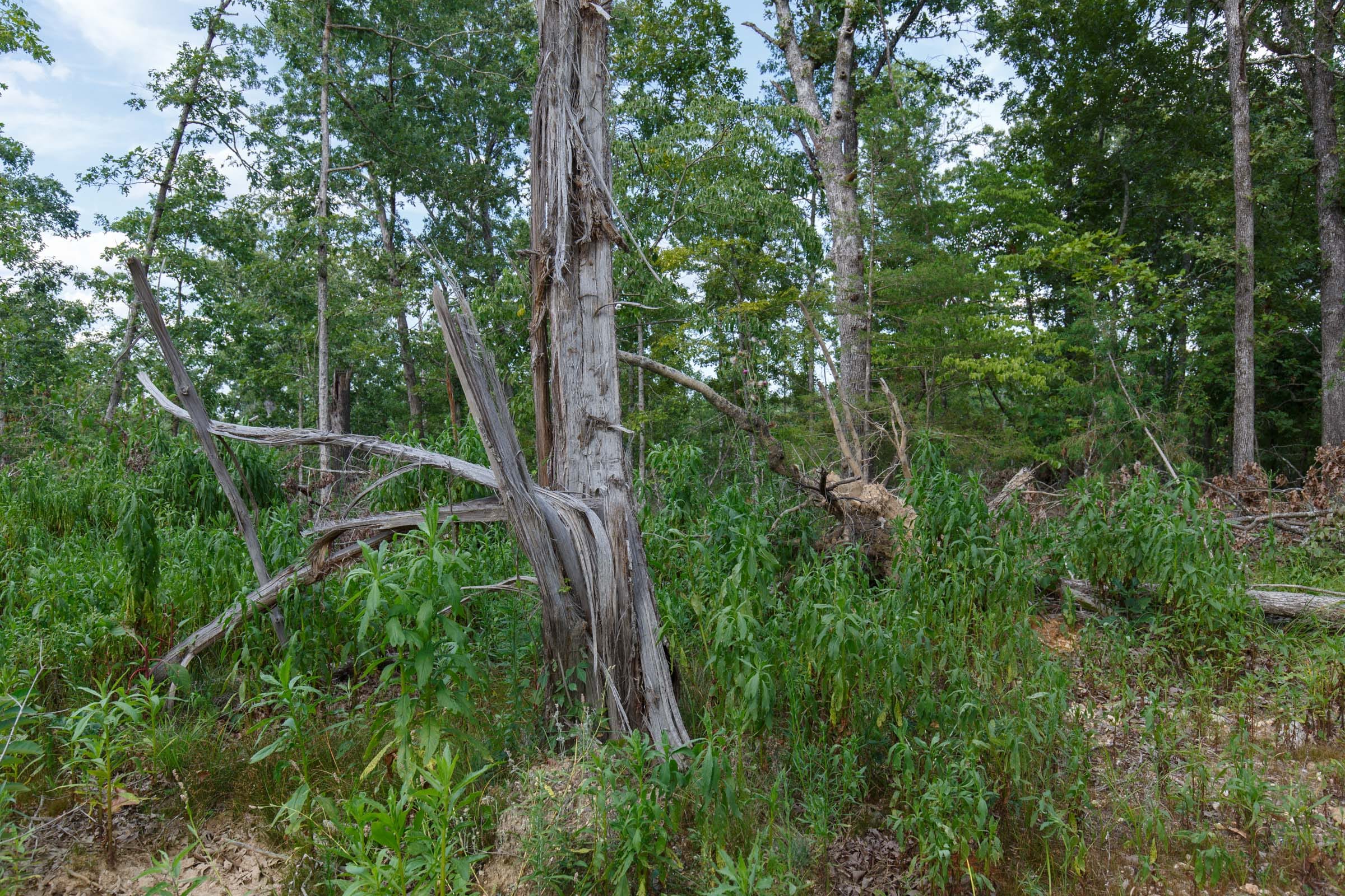 Wildwood Tract 28 photo 3