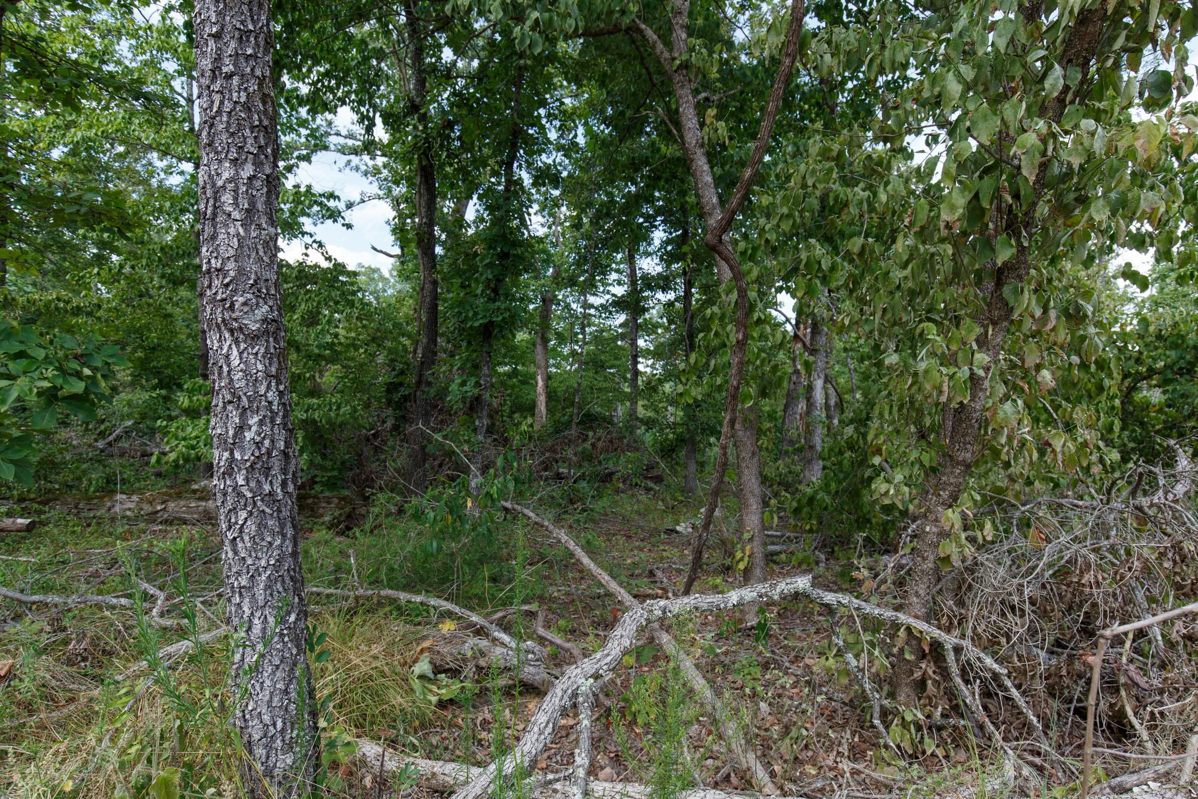 Wildwood Tract 28 photo 4