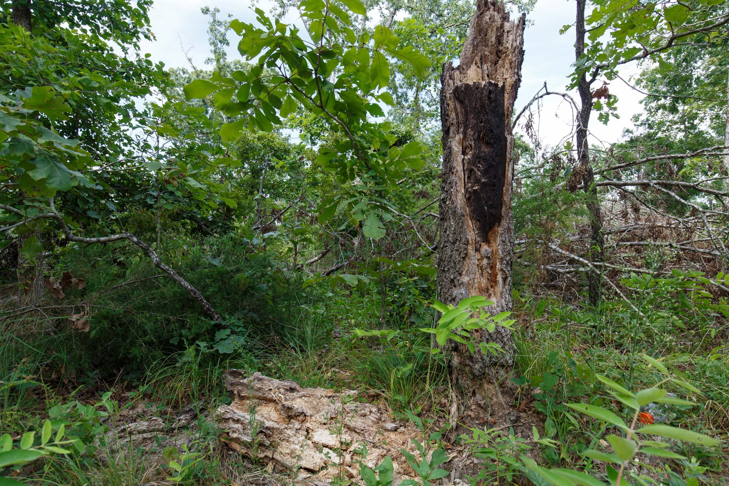 Wildwood Tract 28 photo 7