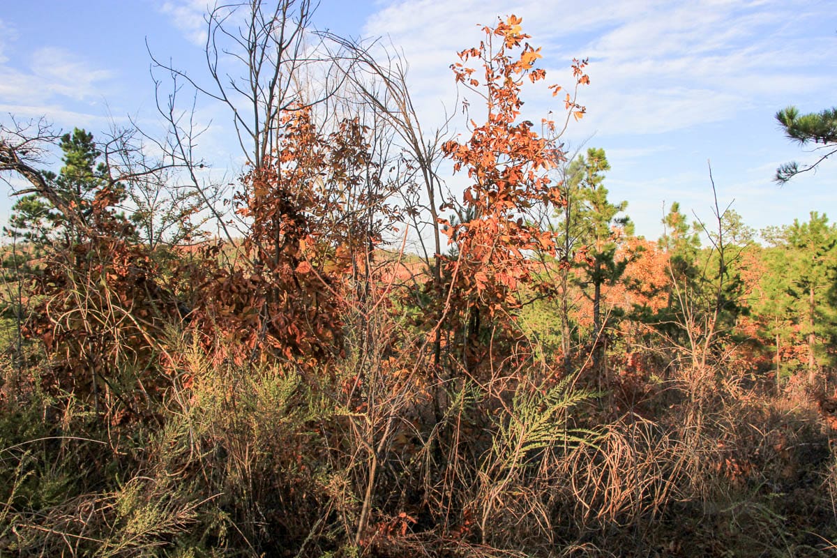 Stone Creek Phase III Tract 43 photo 2