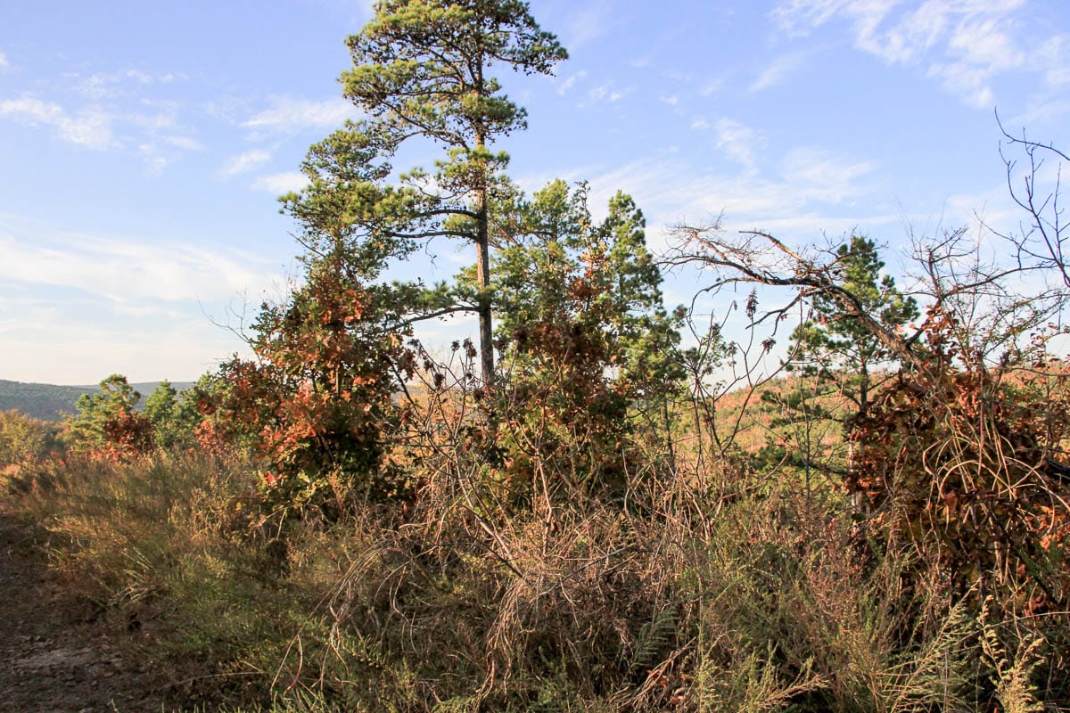Stone Creek Phase III Tract 43 photo 3