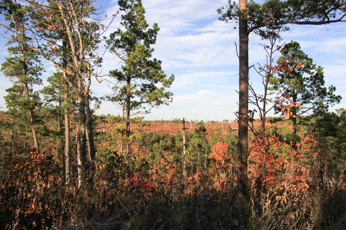 Stone Creek Phase III Tract 43 photo 6